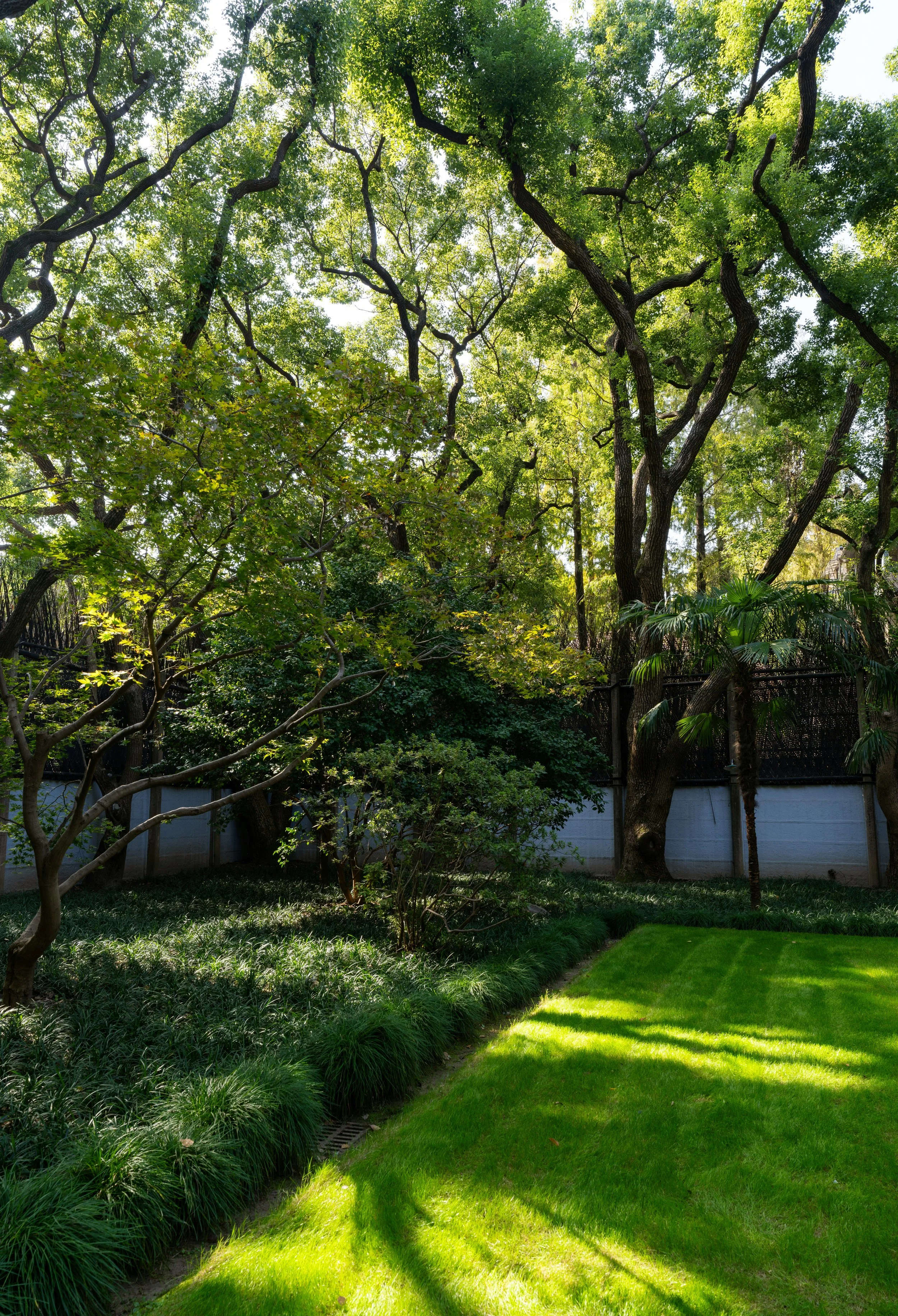 A backyard garden with green grass, various plants, and tall trees with thick trunks and green leaves. A white fence surrounds the area, and sunlight filters through the leaves, casting shadows on the grass.