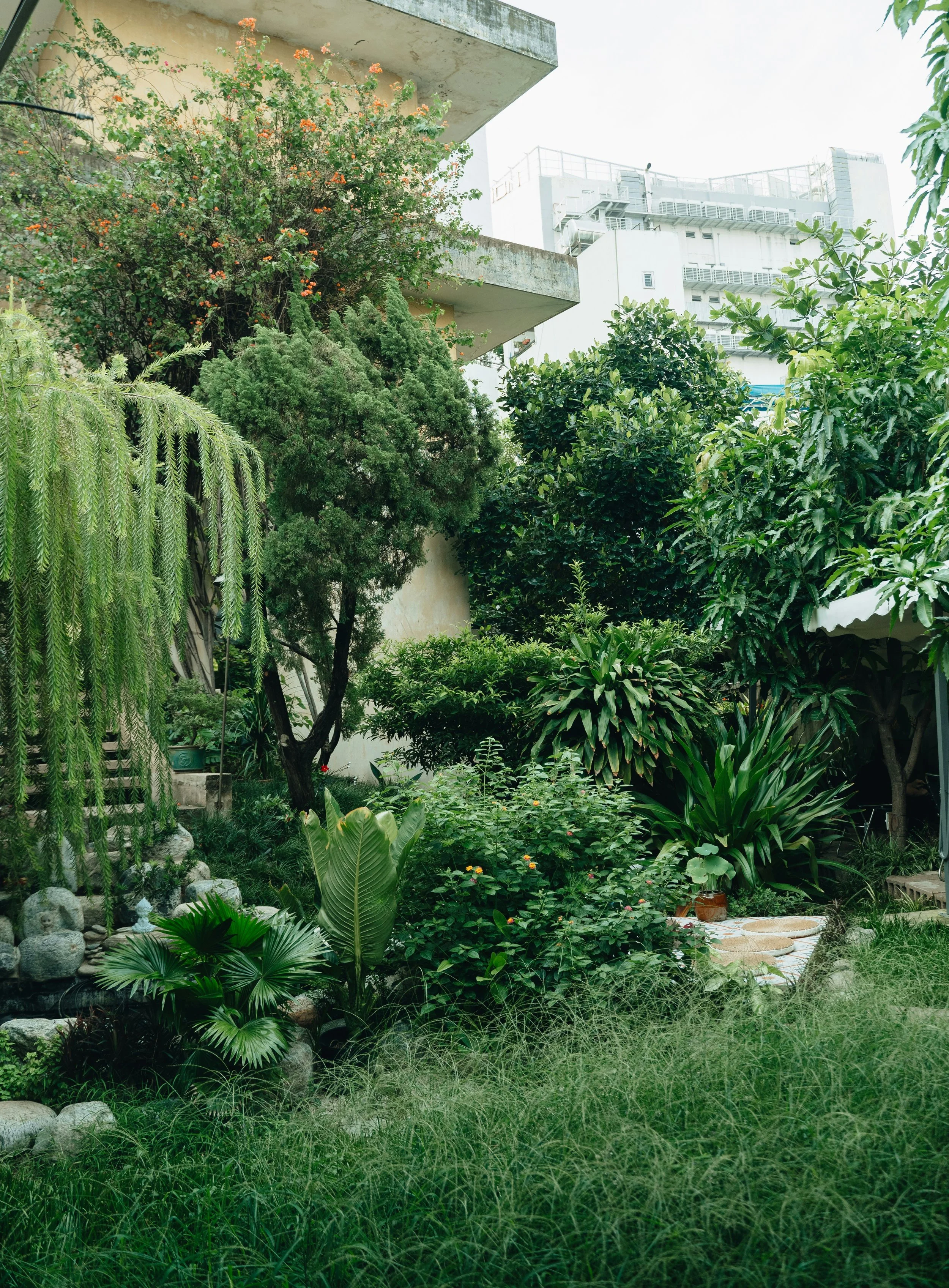 A lush backyard garden with various green plants and trees, including a bonsai or shrub, surrounded by rocks and grass, with a modern apartment building in the background.