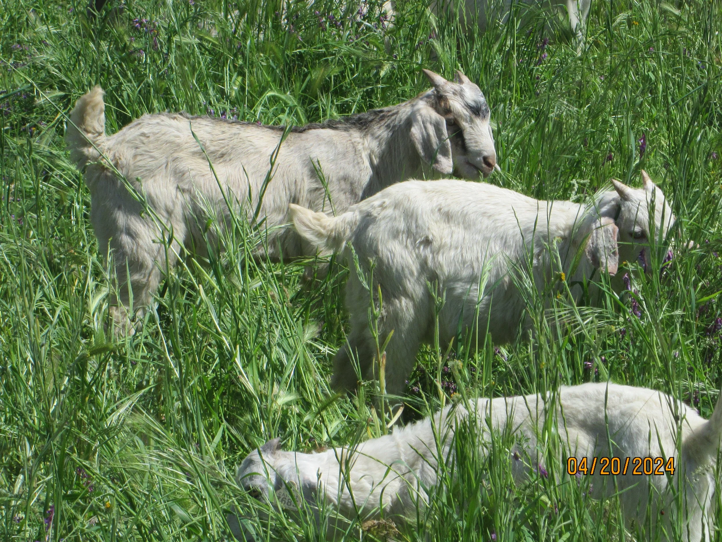 Three white goats resting in tall green grass and wildflowers, with one goat lying down and another standing nearby, in a sunny outdoor setting.
