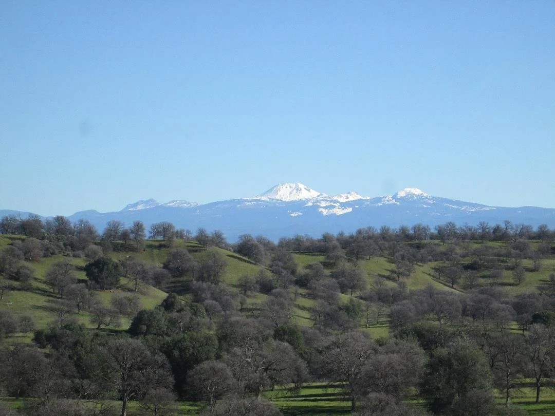 Scenic view of snow-capped Mt. Lassen in the distance over rolling green hills with scattered trees.