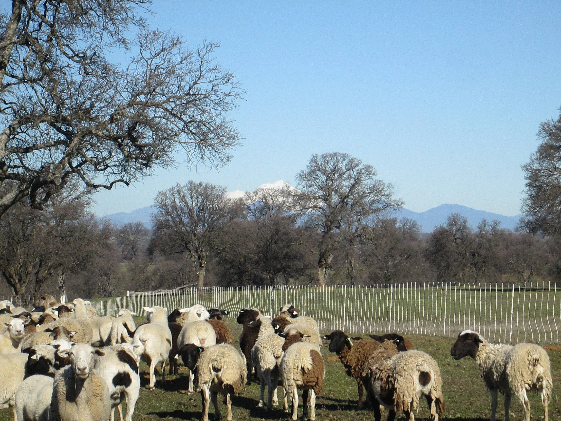 A flock of sheep in a grassy field with trees and mountains in the background and a blue sky overhead.