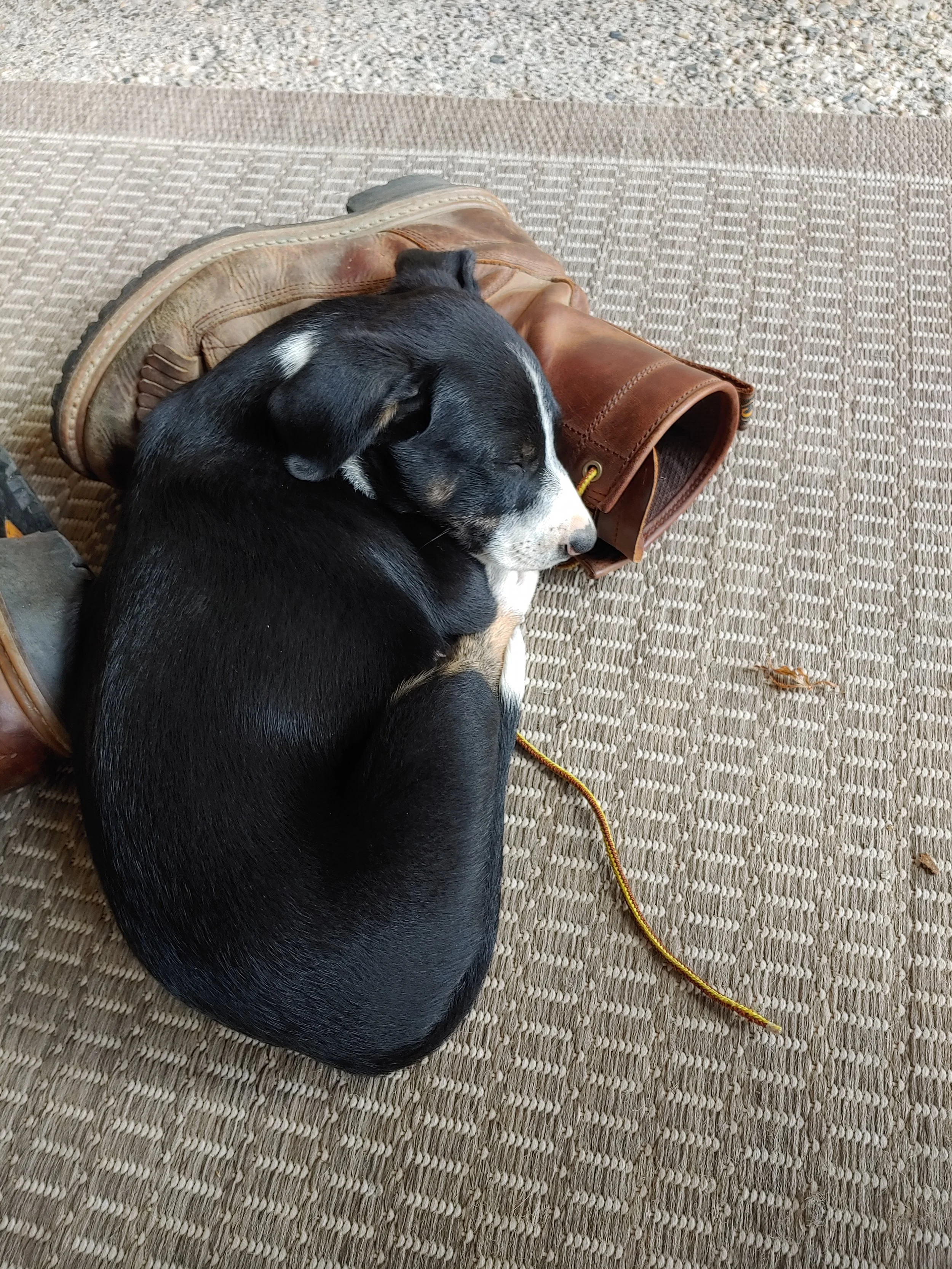 A sleeping black and white puppy curled up on a beige textured rug, resting its head on a brown leather bag. A yellow and brown striped leash extends from the puppy.