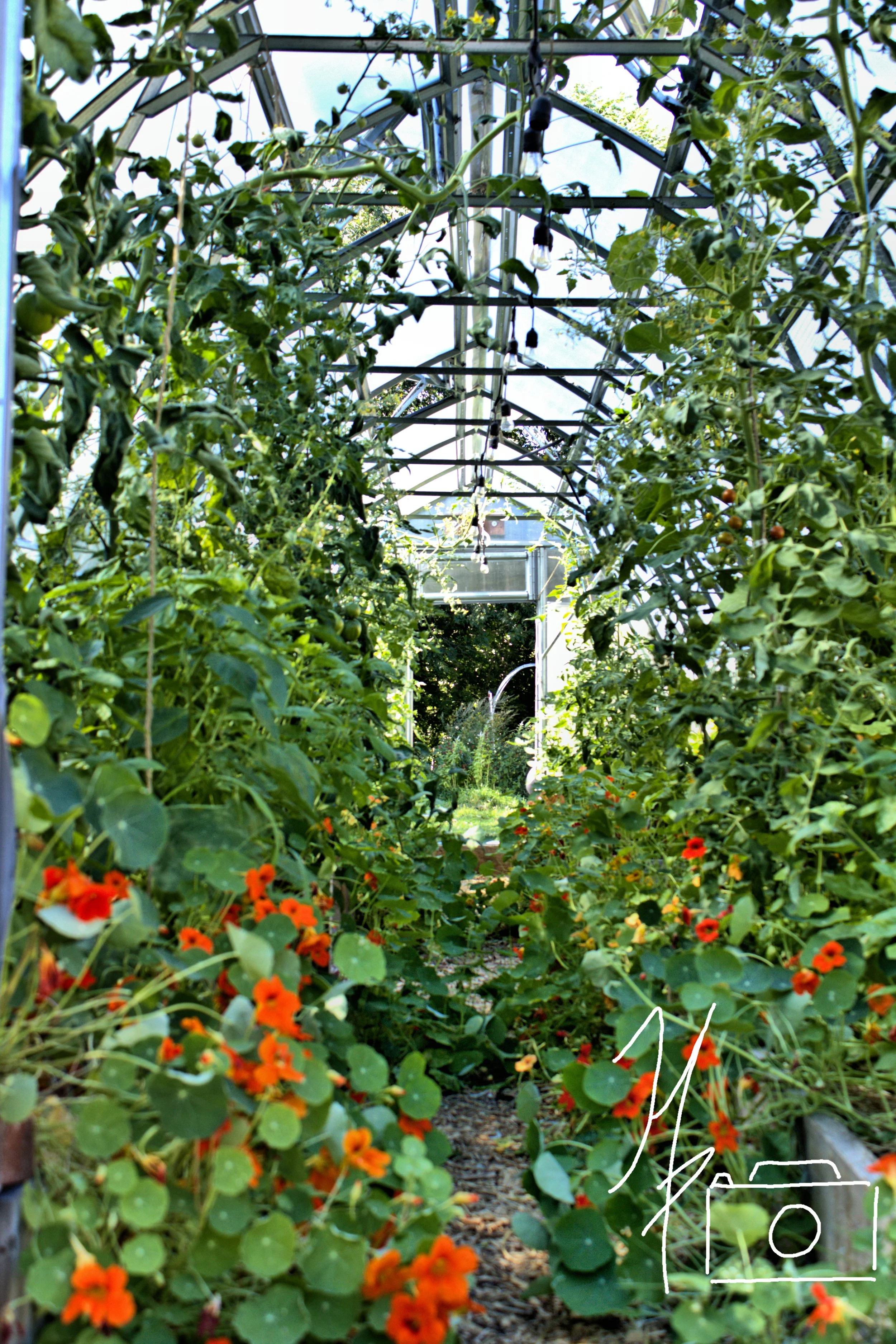 Inside a greenhouse with rows of green plants and orange flowers, metal framing, and sunlight coming through the transparent ceiling.