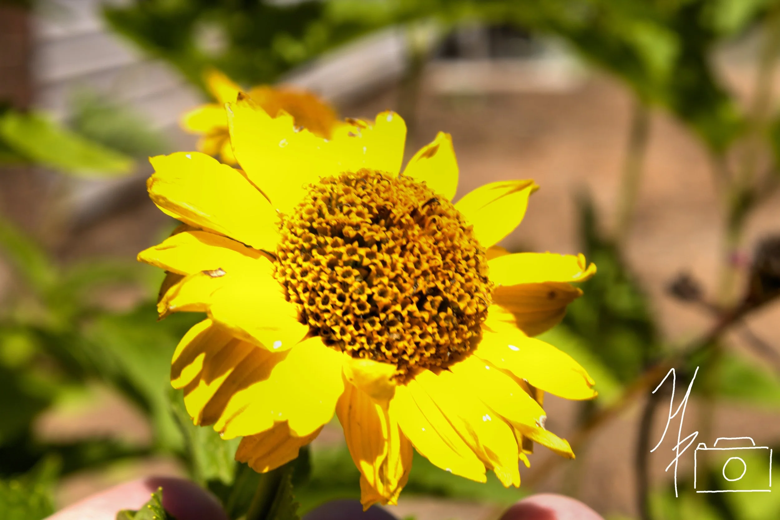 Close-up of a vibrant yellow flower with a dense, brownish center, set against a blurred background of green foliage.