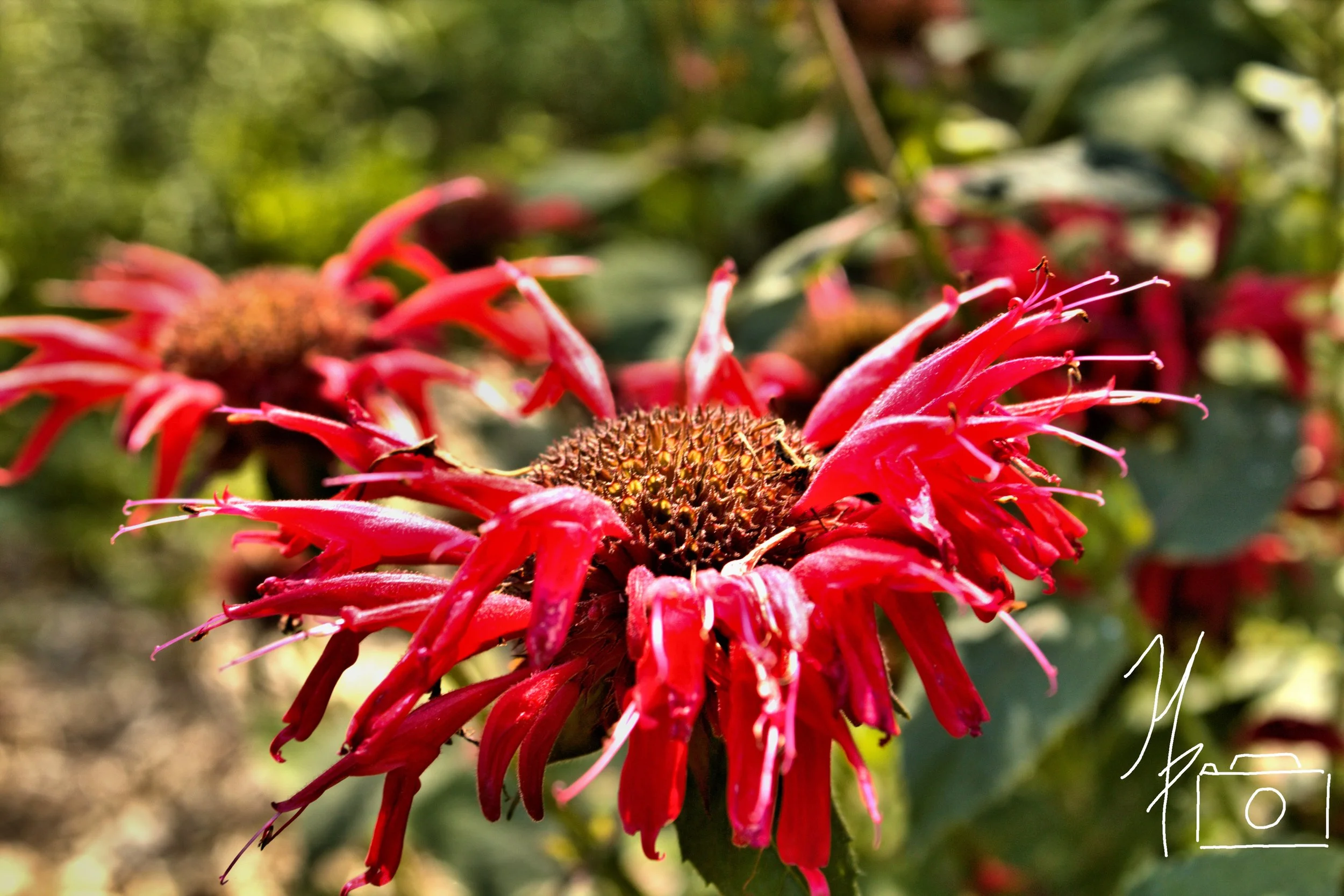 Close-up of a vibrant pink flower with long, thin petals and a central round, textured seed head, set against a blurred green background.