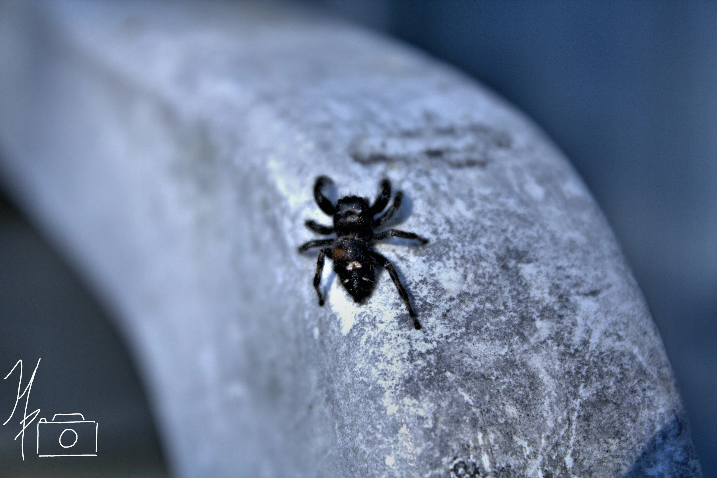 Close-up of a small black spider on a textured surface, with blurred background.