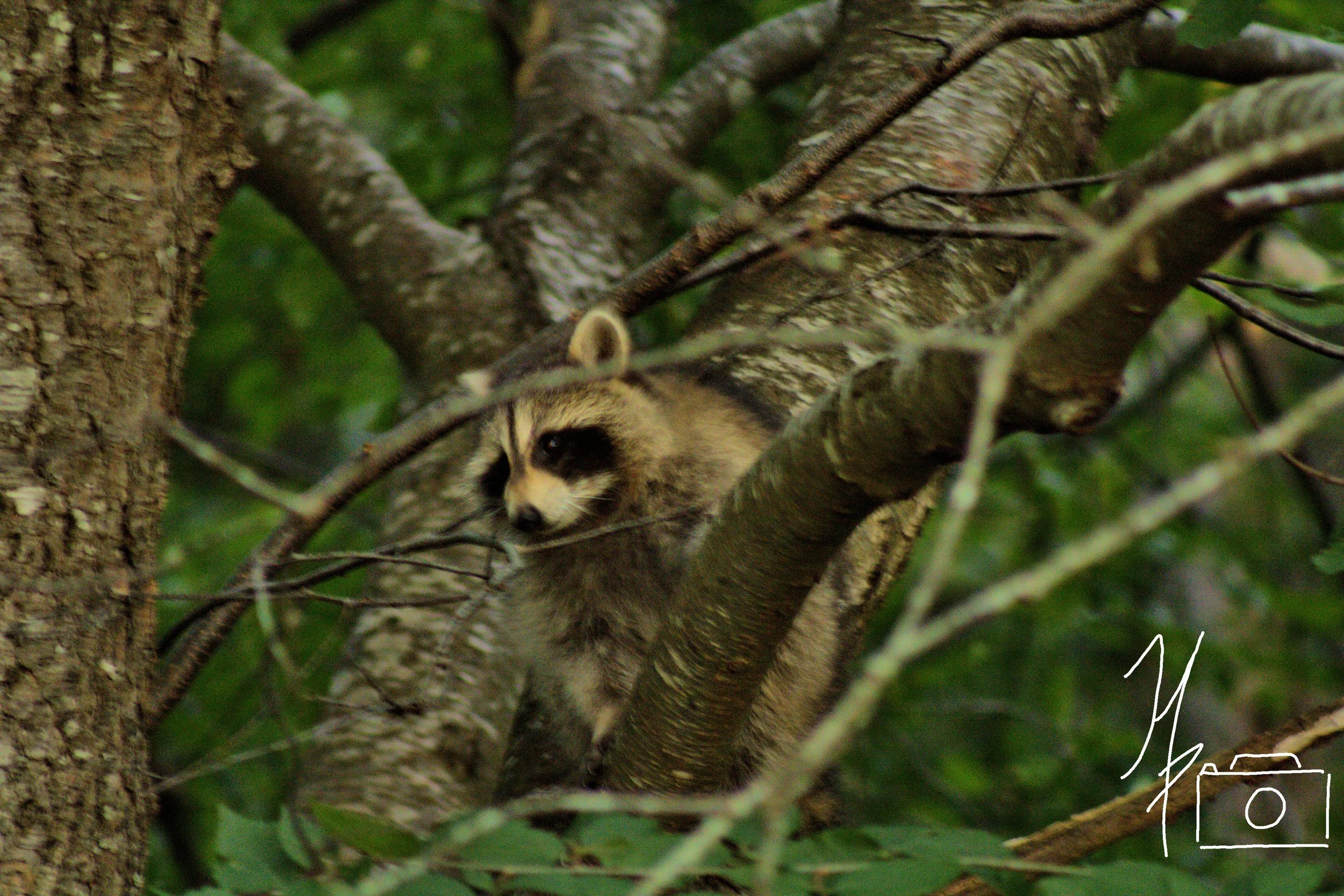 A raccoon resting on a tree branch, surrounded by green leaves and the textured bark of the tree trunk.
