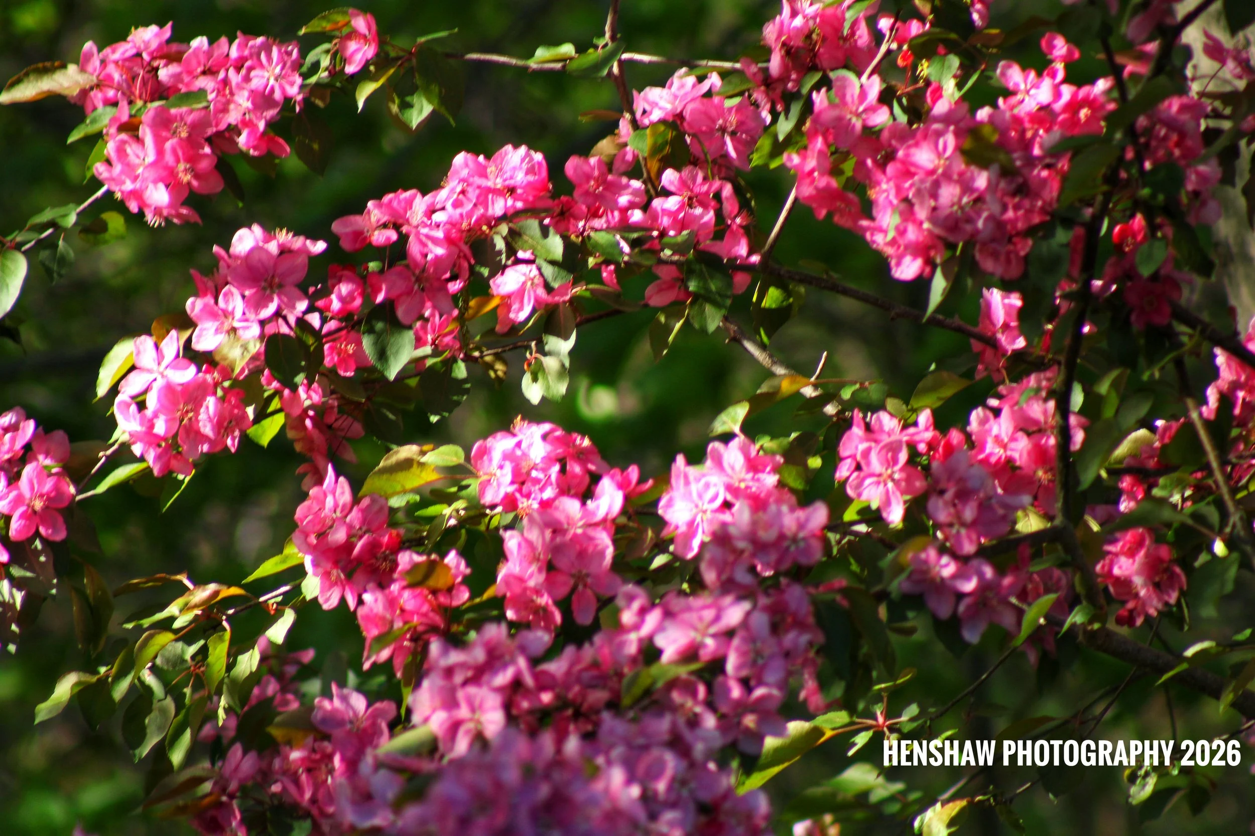 Pink flowers blooming on a green bush with sunlight filtering through the leaves.