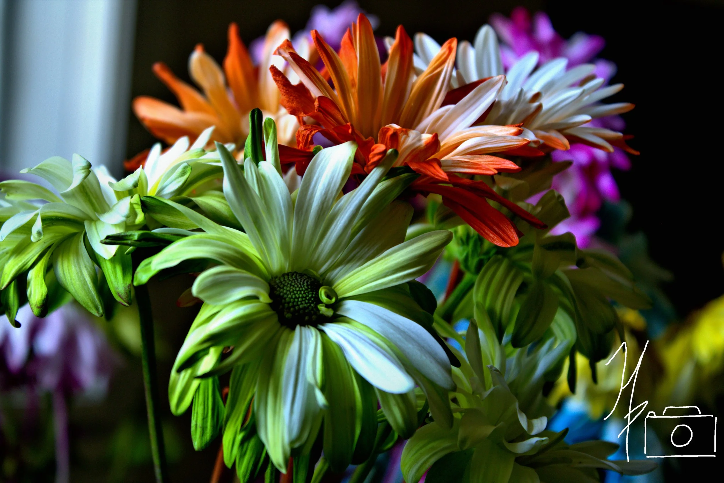 Close-up of multi-colored flowers with orange, white, yellow, and purple petals against a dark background.