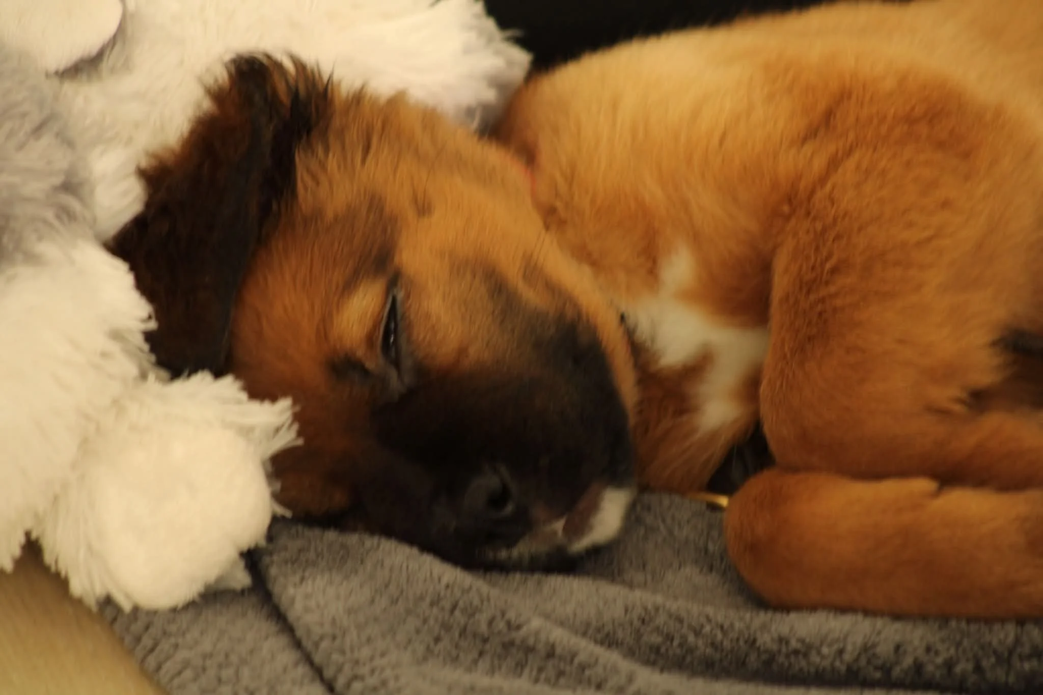 A brown and black puppy sleeping on a soft surface.