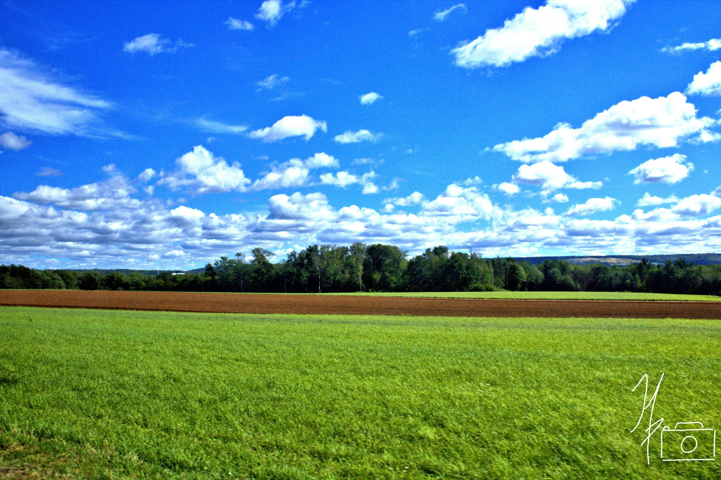 Open field with green grass, brown soil, and trees in the distance under a blue sky with scattered clouds.