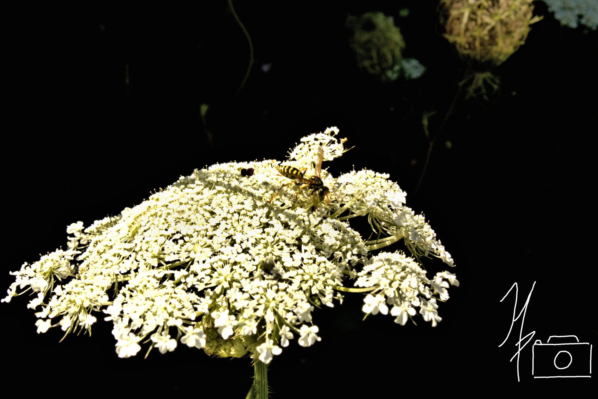 Close-up of a whiteflower with a bee and a wasp on it, dark background.