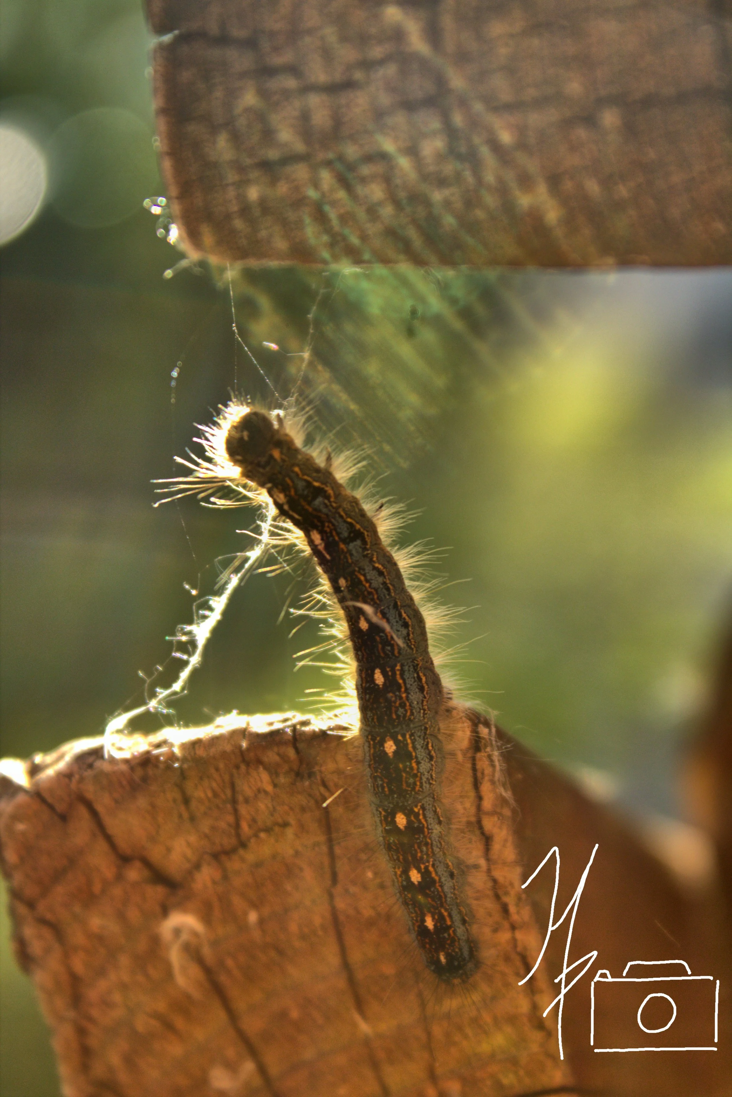 Close-up of a caterpillar with black, orange, and yellow markings, sitting on a tree branch, with spider web strands nearby and sunlight illuminating its hairs.