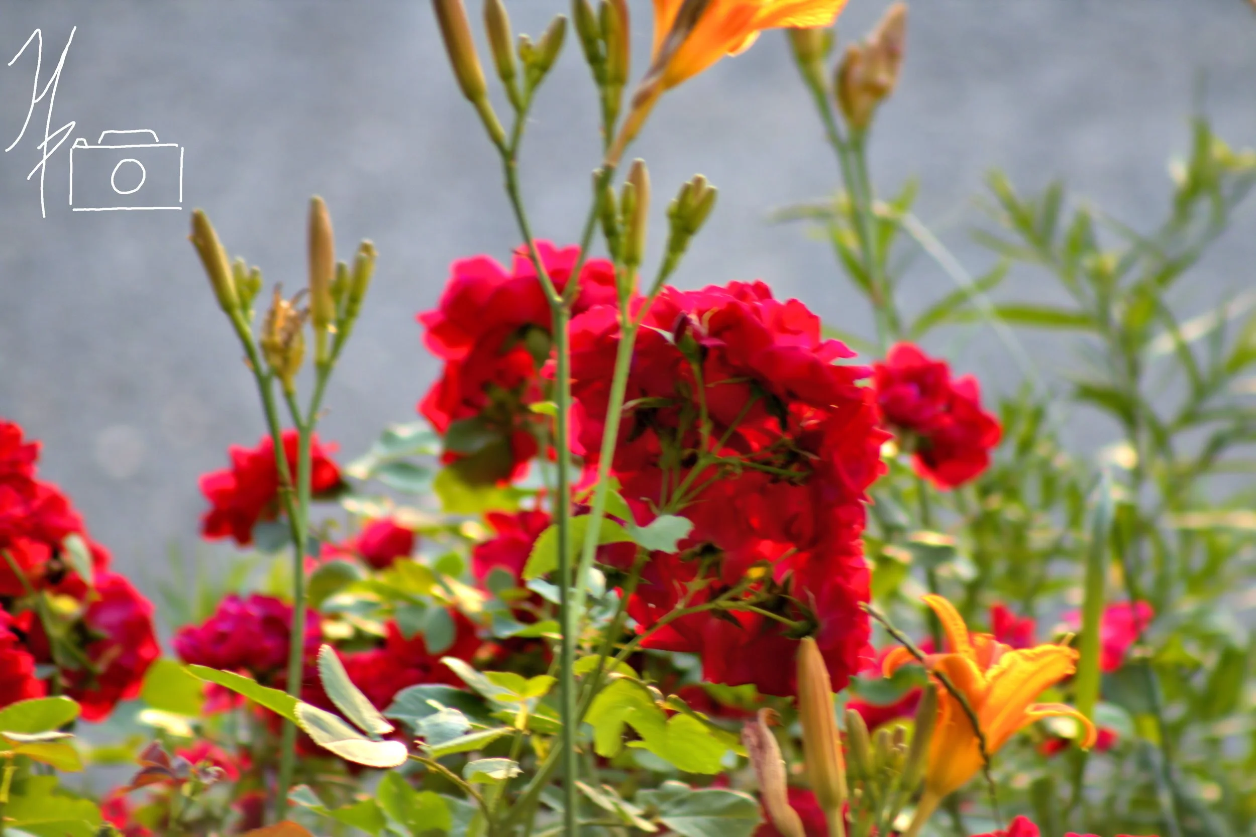 Close-up of red and orange flowers with green leaves against a blurred background.