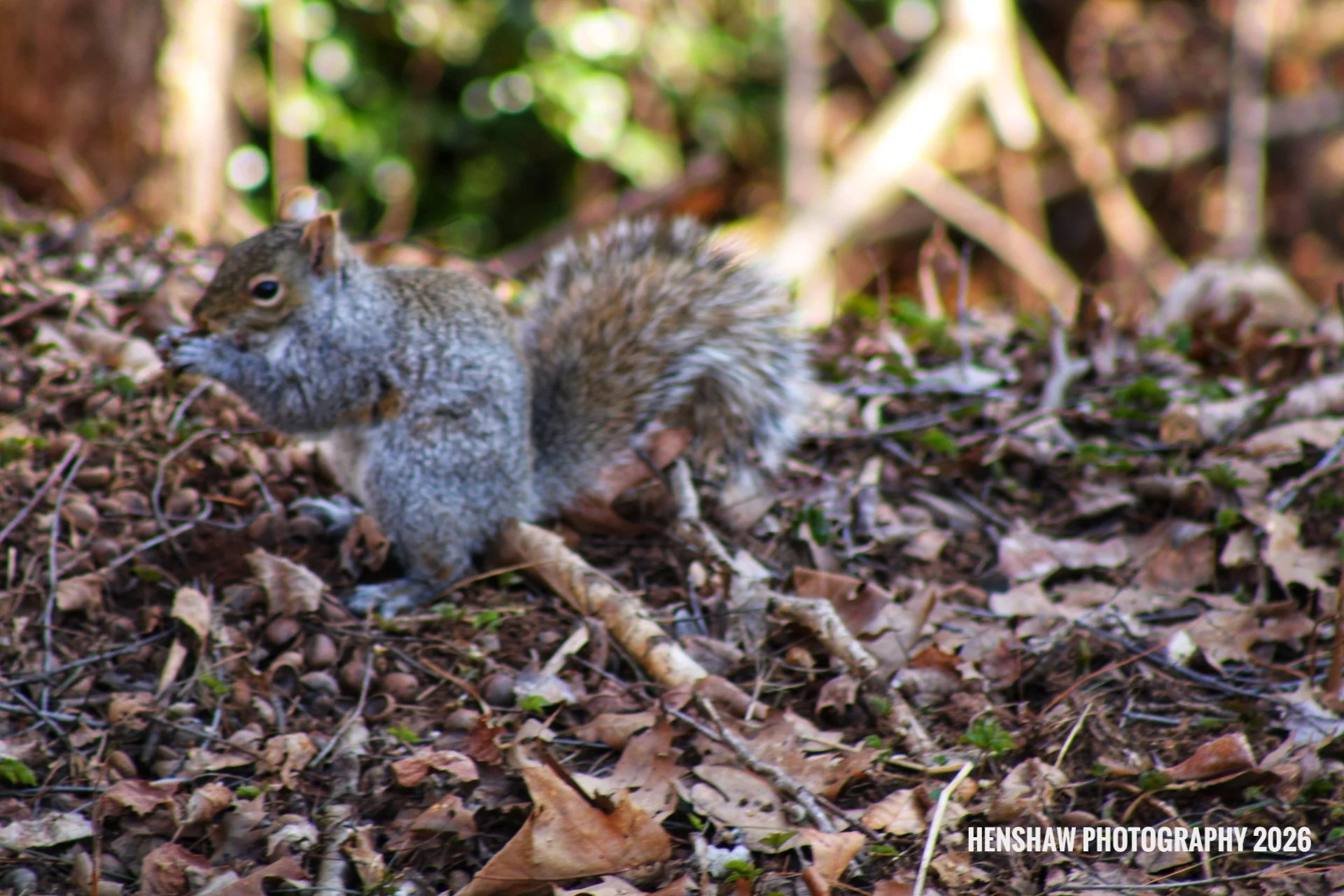 A squirrel on the forest floor among fallen leaves, with blurred greenery in the background.