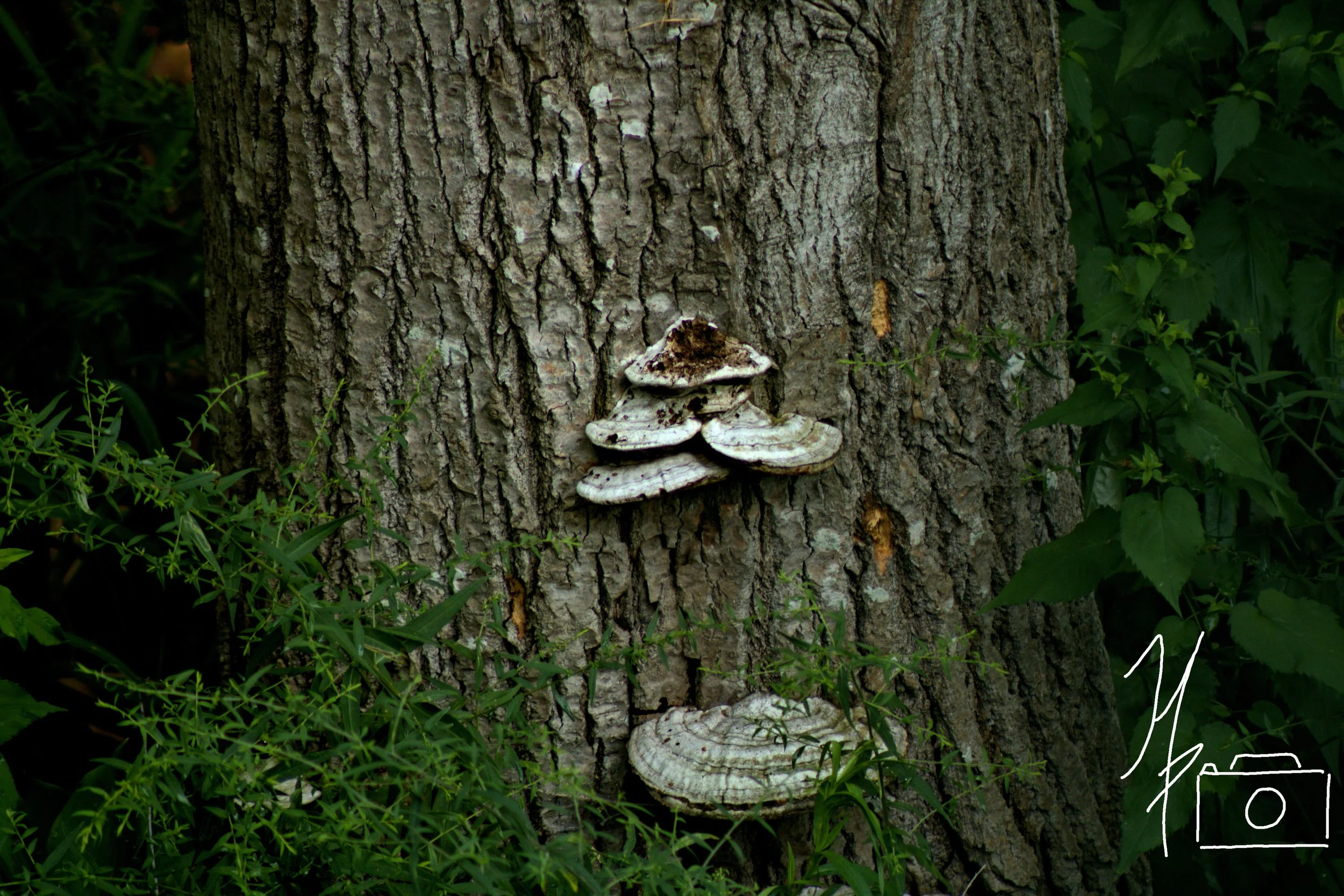 Close-up of a tree trunk with a shelf of white, barnacle-like fungi growing on it, surrounded by green leaves and grass.