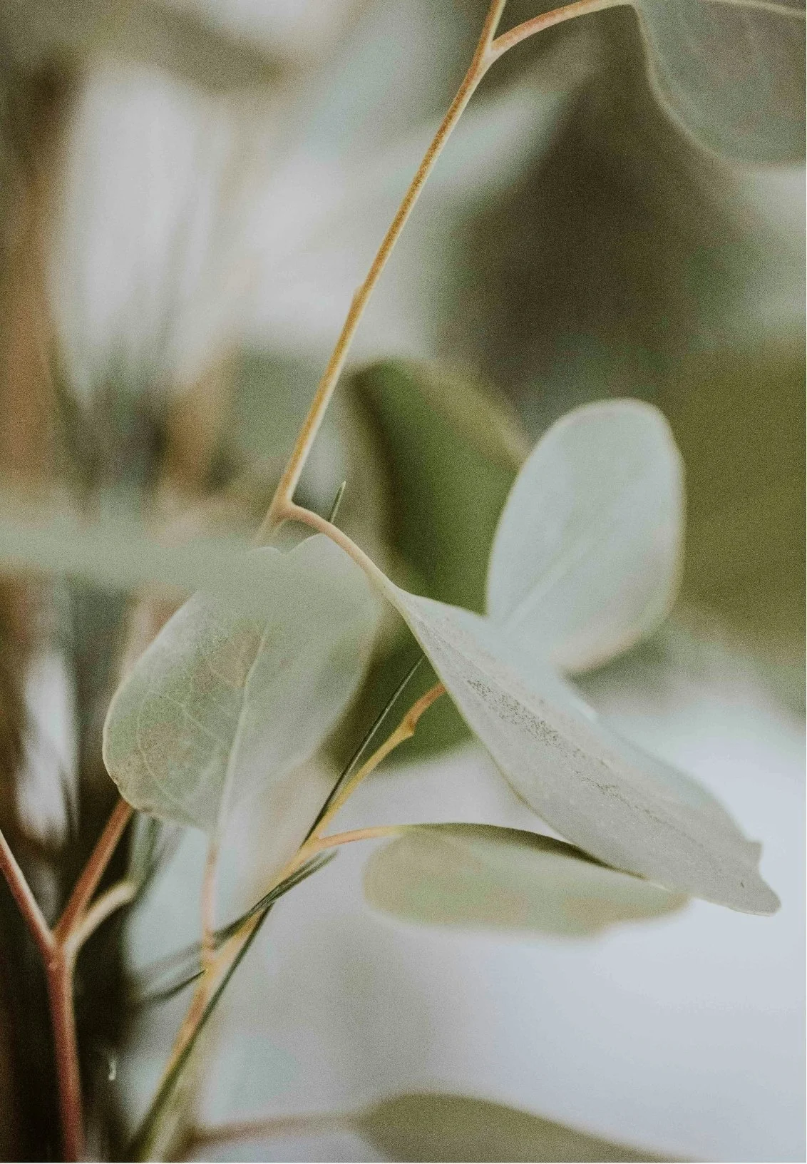 Close-up of eucalyptus leaves with soft focus background.