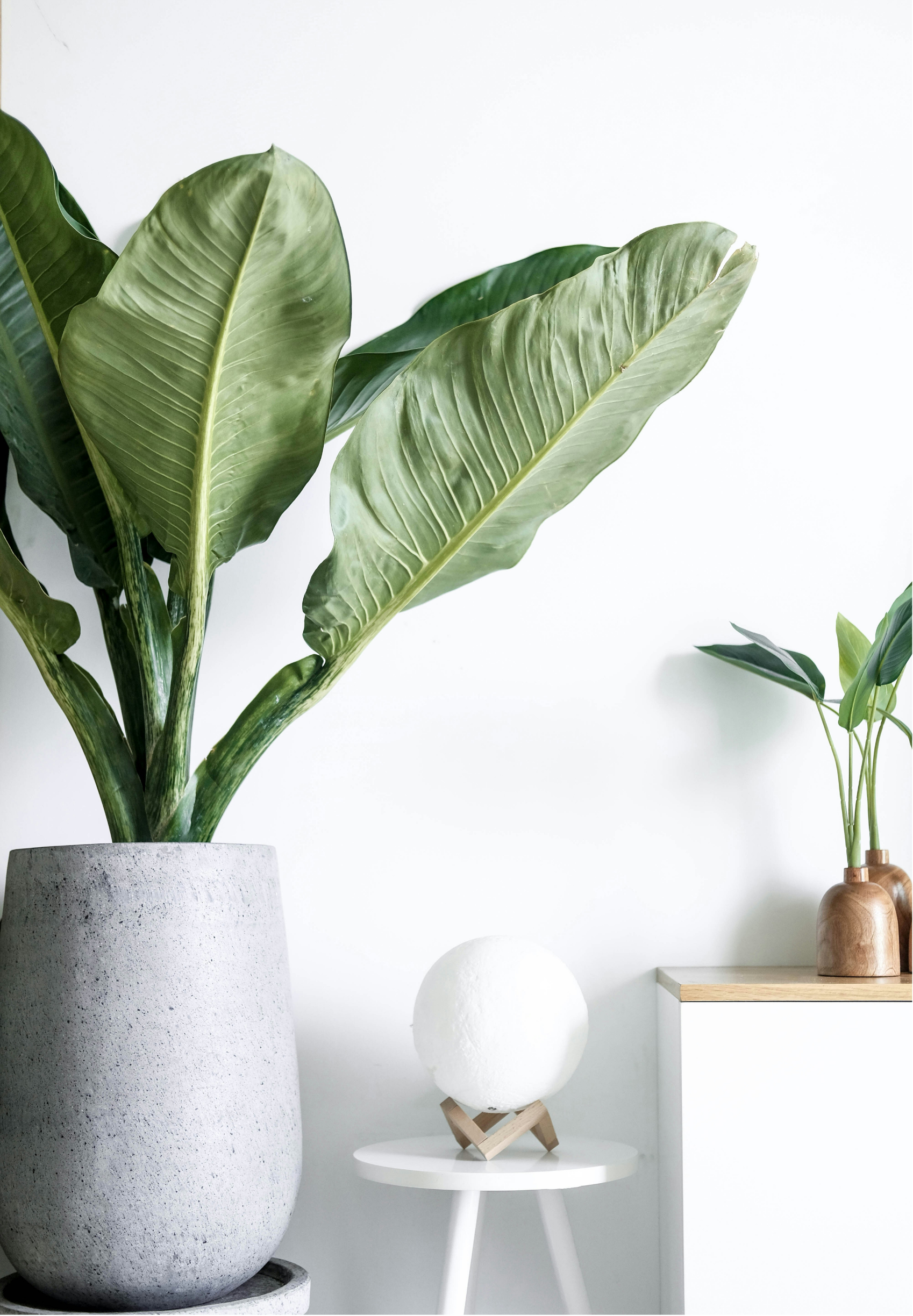 Large potted green plant with broad leaves on a white surface and a smaller plant in a wooden vase on a white side table.