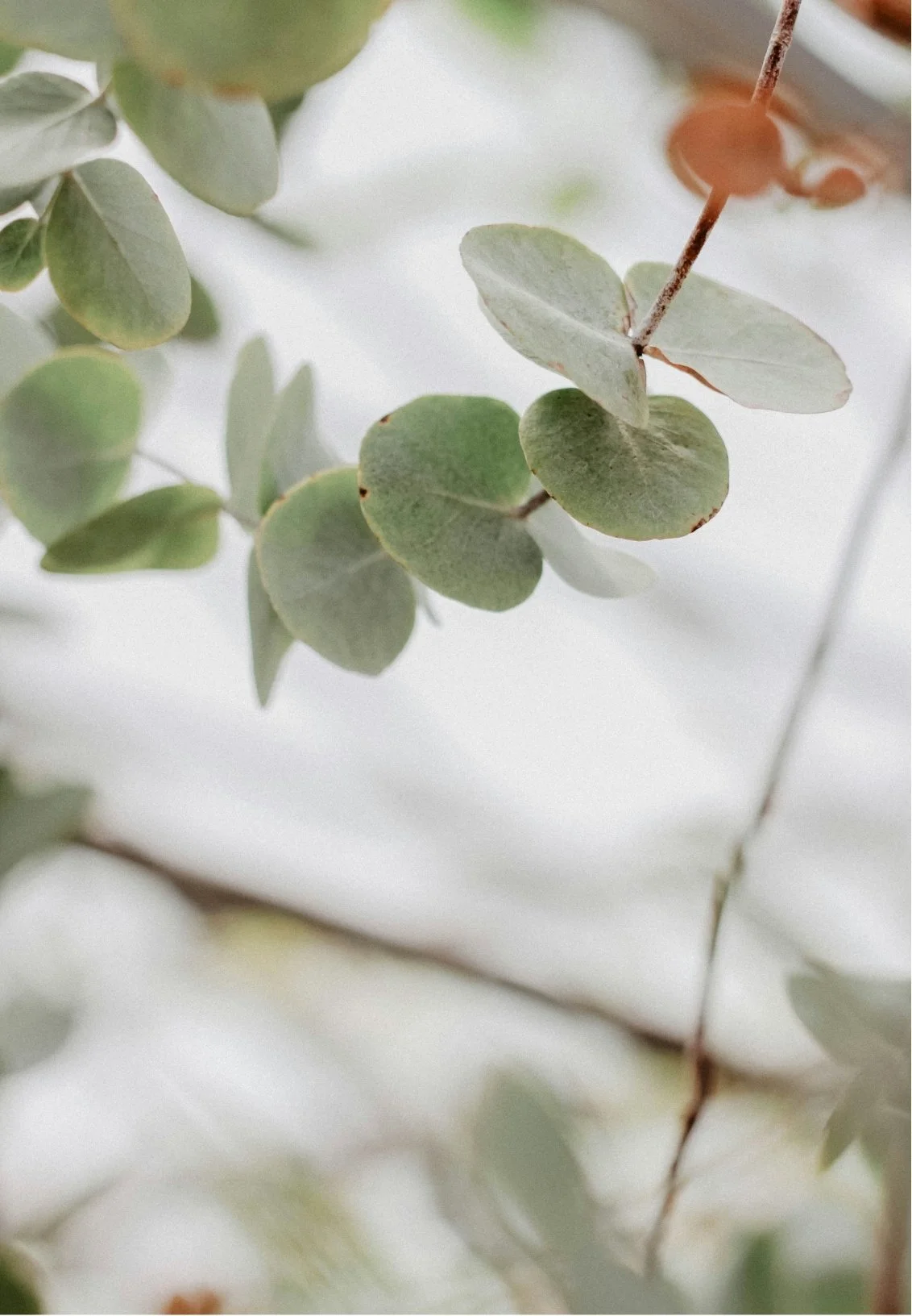 Close-up of eucalyptus leaves with soft focus background.