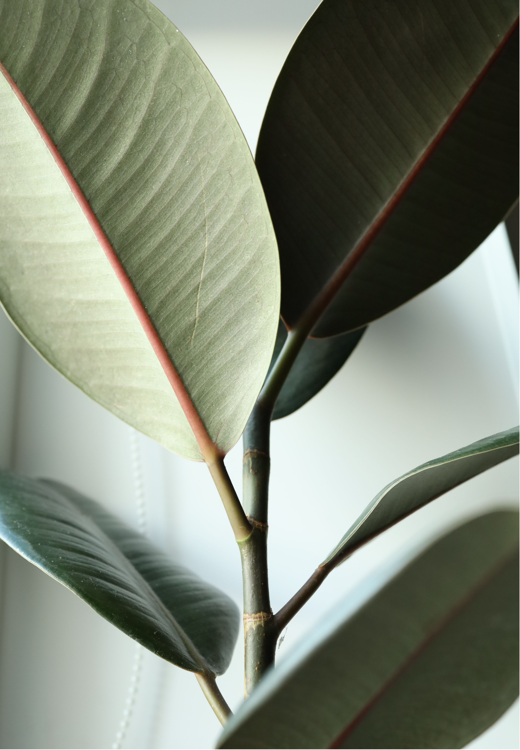 Close-up of a green and dark green rubber plant leaves with prominent red stems and a white background.
