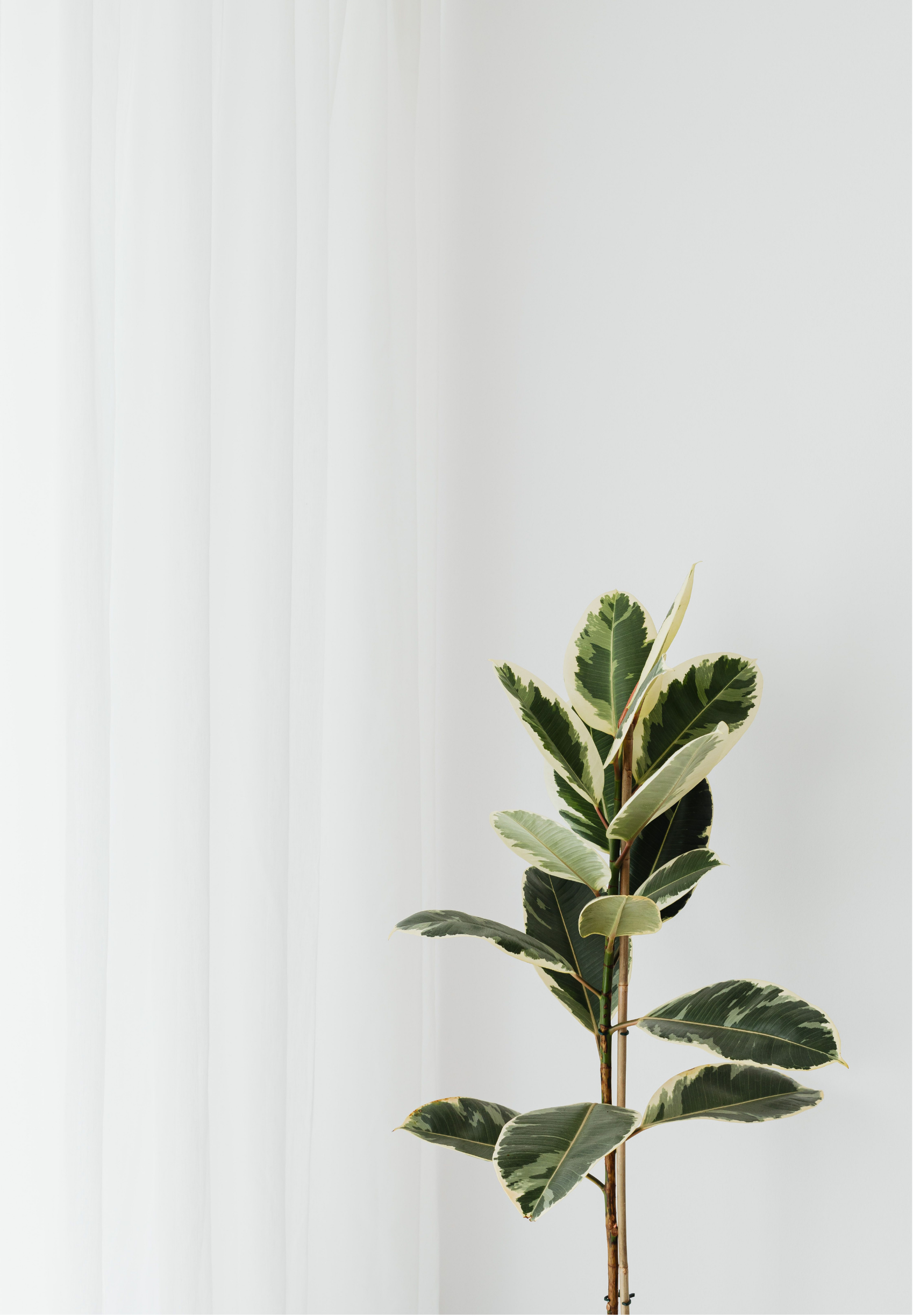 A potted plant with variegated green and cream-colored leaves, set against a white background with sheer white curtains.