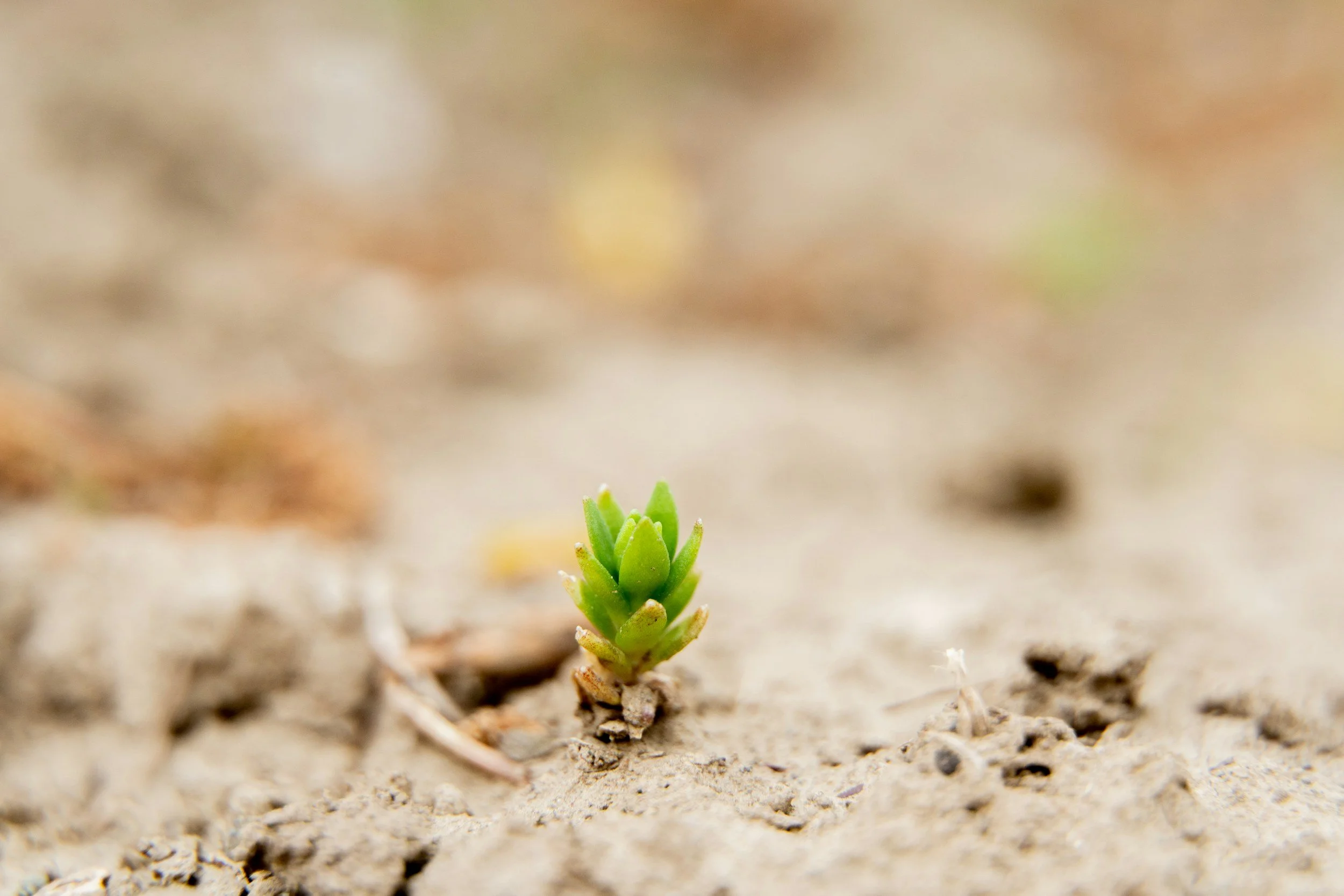 Personal growth, resilience, health coping, healing, and emotional resilience through psychotherapy