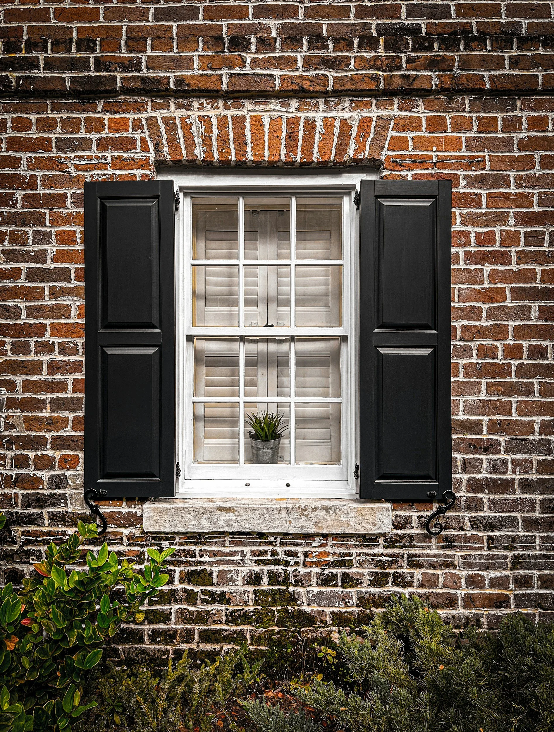 A window with white trim and black shutters on a brick wall, with a small potted plant on the window sill and green plants and shrubs in front of the wall.