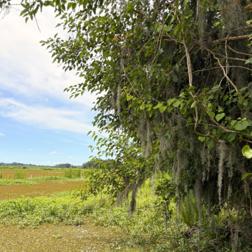 A lush tree with hanging Spanish moss beside a field with green crops under a partly cloudy sky.