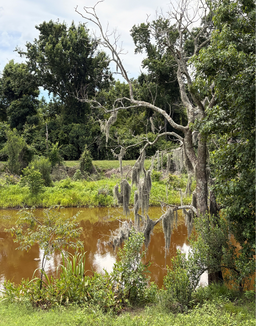 A tree with moss hanging from its branches by a pond with brown water, surrounded by green foliage and other trees.
