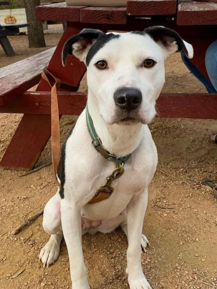 White and black dog sitting on dirt ground near a red wooden picnic table.