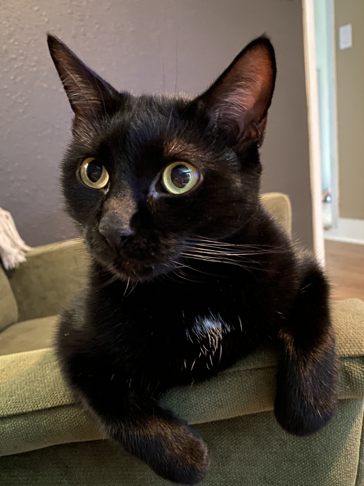 Close-up of a black cat with green eyes resting on a green couch, with a wall and doorway in the background.