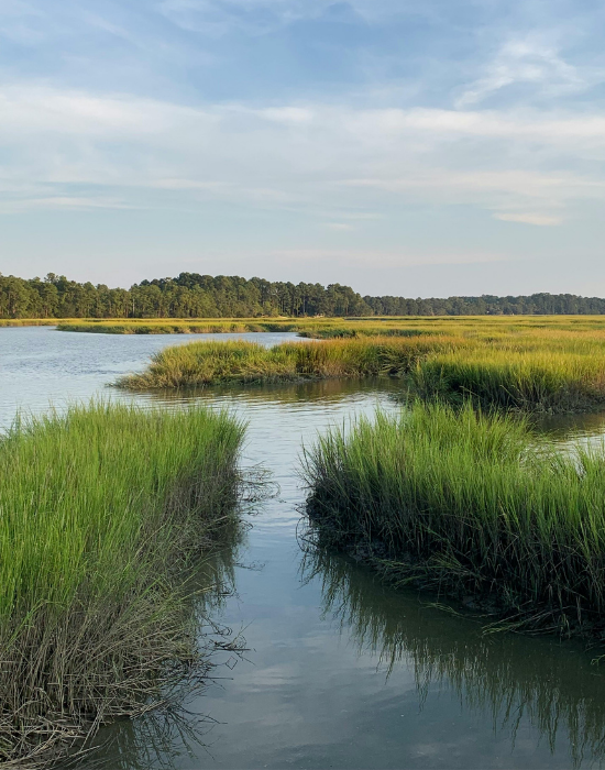 A swamp or marshland with tall green grasses, a narrow waterway, and a calm body of water under a partly cloudy sky. Trees are visible in the distance.