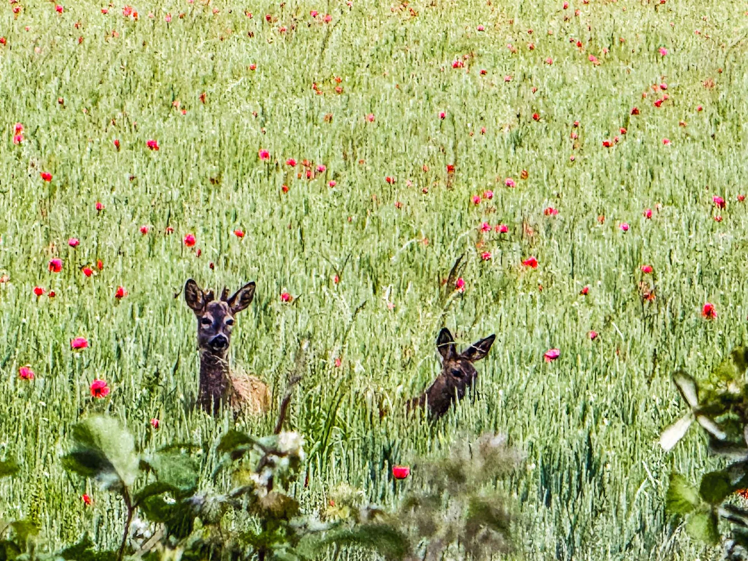A field of tall green grass with small pink and red flowers scattered throughout. The top of two deer are visible among the grass, with their ears and heads showing.