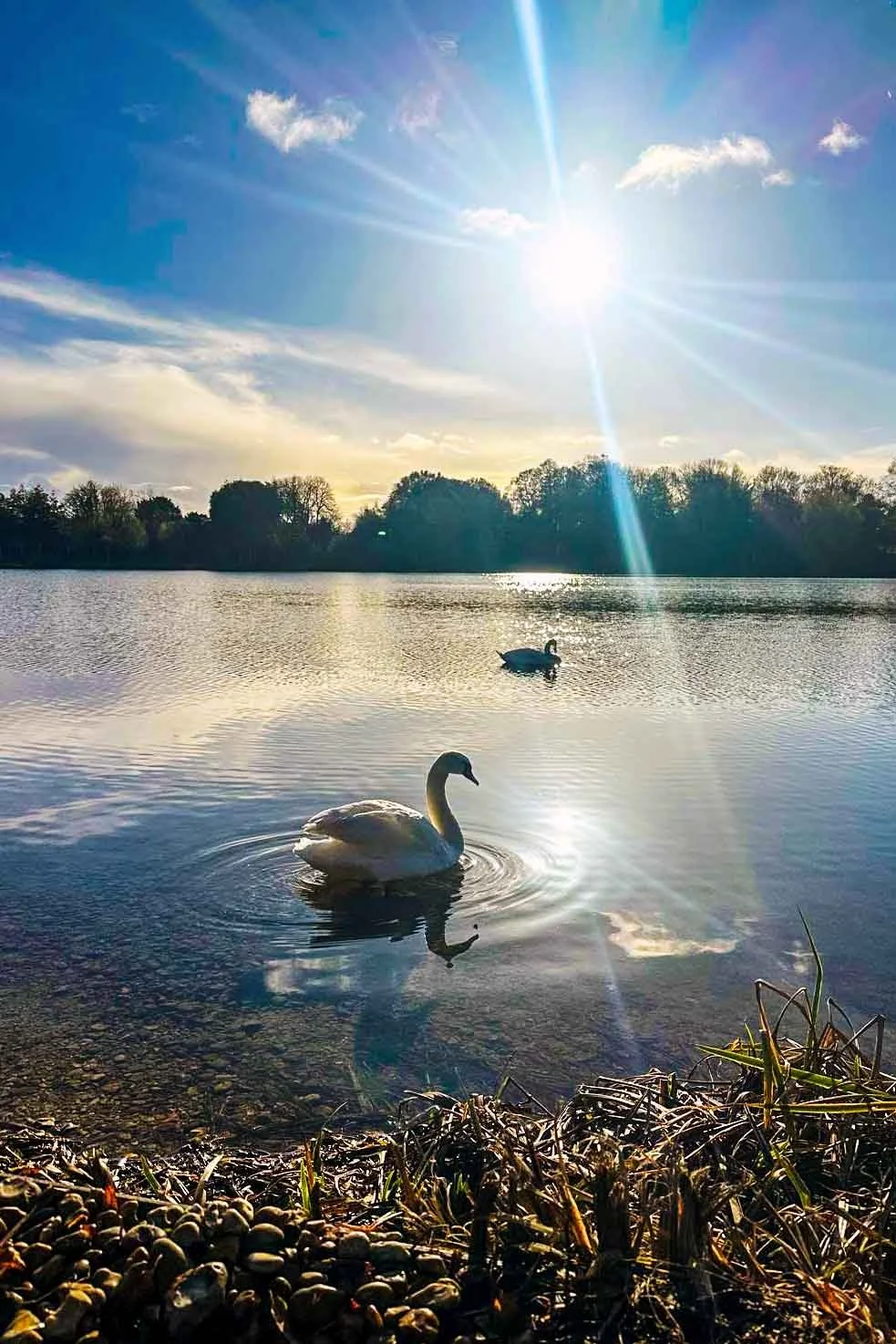 Two swans swimming in a calm lake with trees in the background, under a bright sun in a partly cloudy sky.