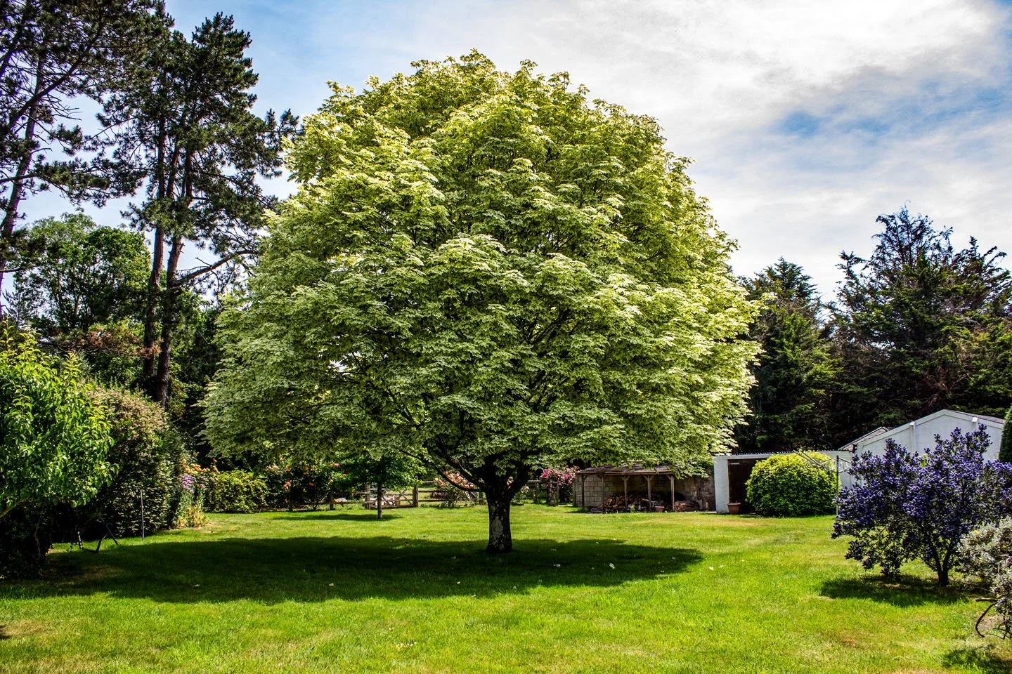 A lush green backyard with a large leafy tree in center, surrounded by various bushes and smaller trees, with a shed or small building in the background under a partly cloudy sky.