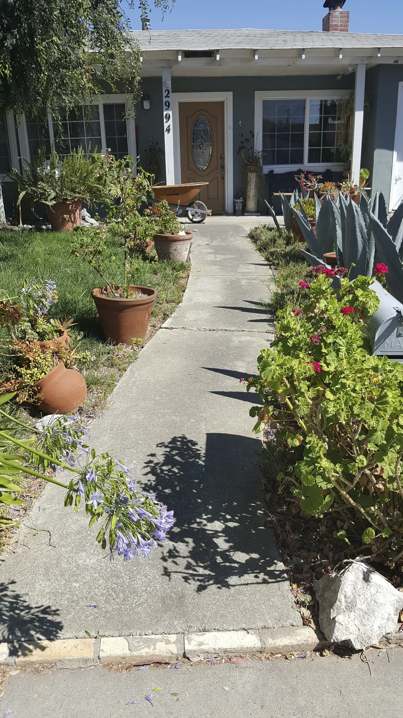 The front yard of a house with a concrete walkway leading to a wooden front door. The yard is decorated with potted plants, succulents, and flowering plants on each side of the walkway. There are shadows cast by the plants on the sidewalk and a bright blue sky overhead.