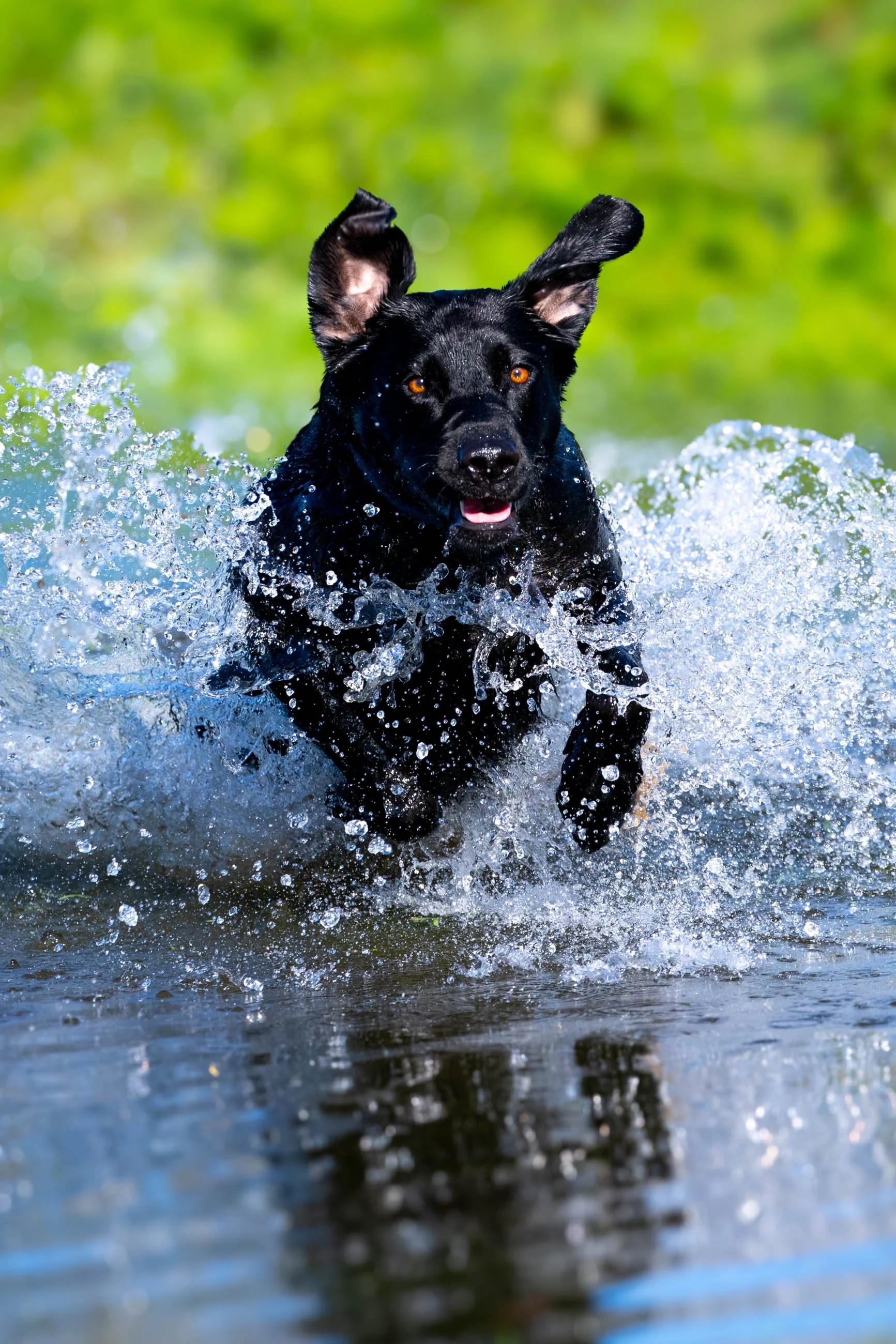 Black dog running through shallow water with splash and green blurred background.