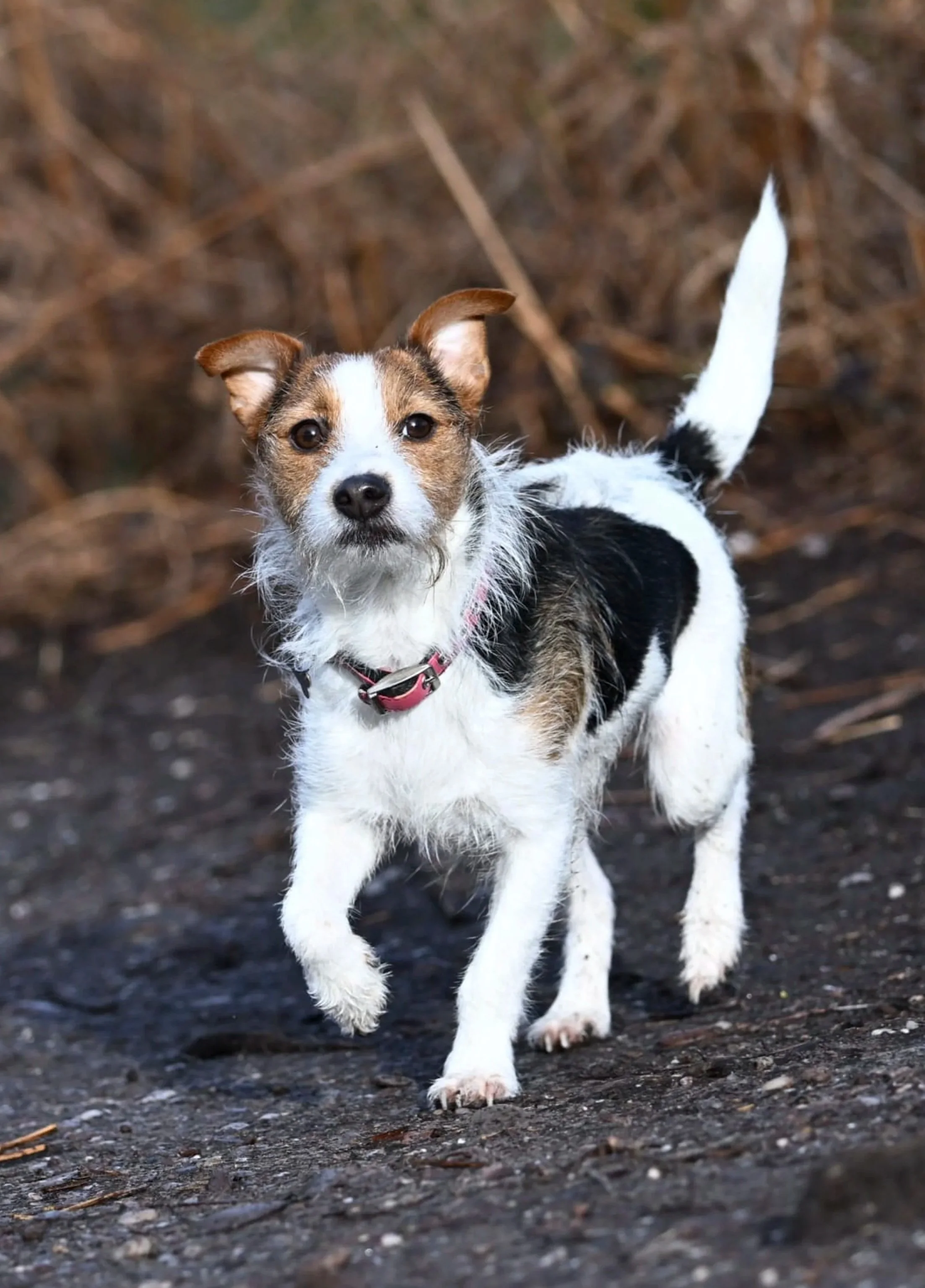 Small dog with white, brown, and black fur walking on a dirt ground with a blurred natural background.