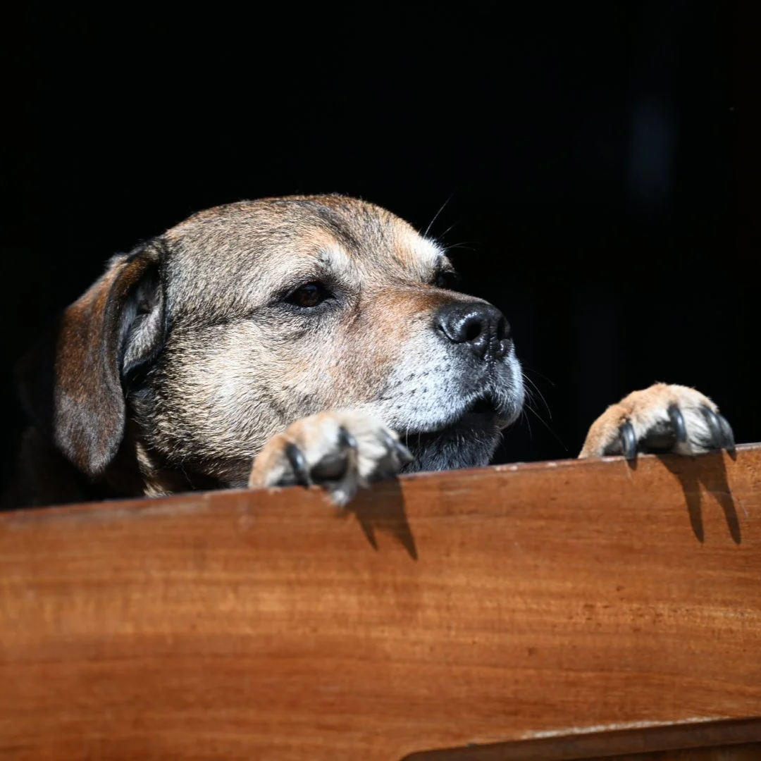 Close-up of a dog with a brown and gray coat, resting its chin on a wooden surface, looking contemplatively into the distance against a dark background.