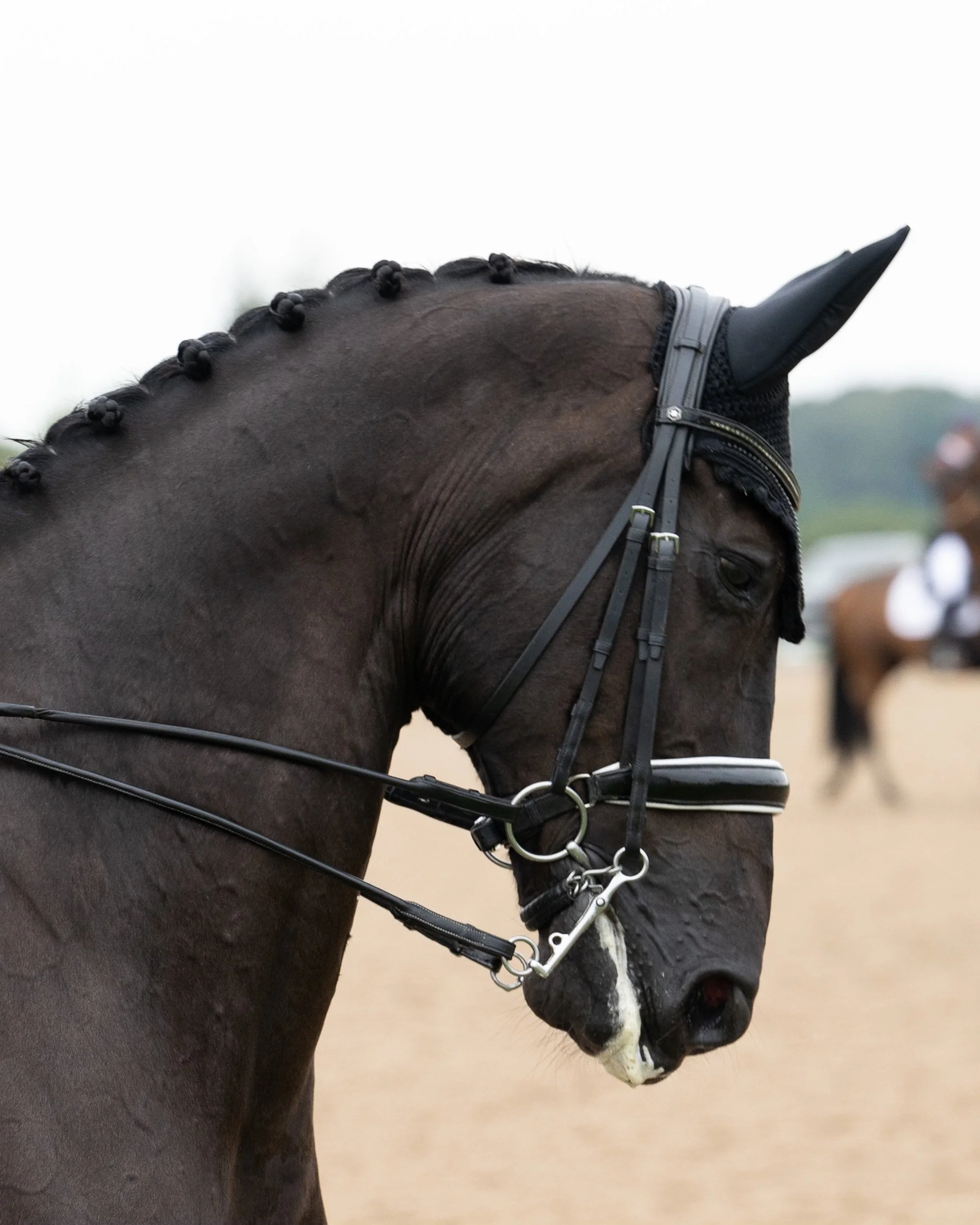Close-up image of a black horse's head wearing a bridle and browband, with braided mane and a white marking on its face, against an outdoor background.