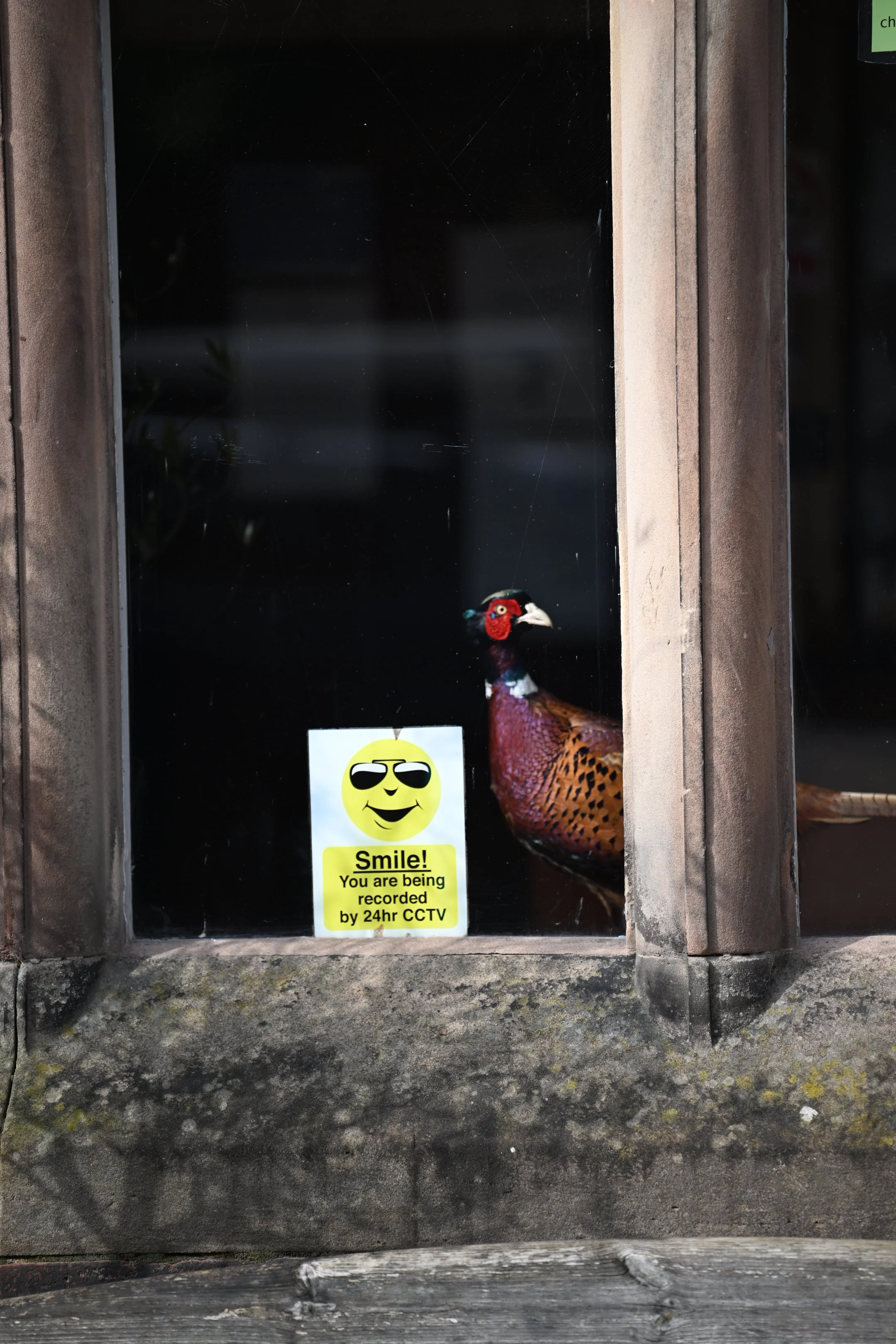 A pheasant inside a display case with a sign that reads, "Smile! You are being recorded by 24hr CCTV." The case is framed with weathered stone and has a glass front.