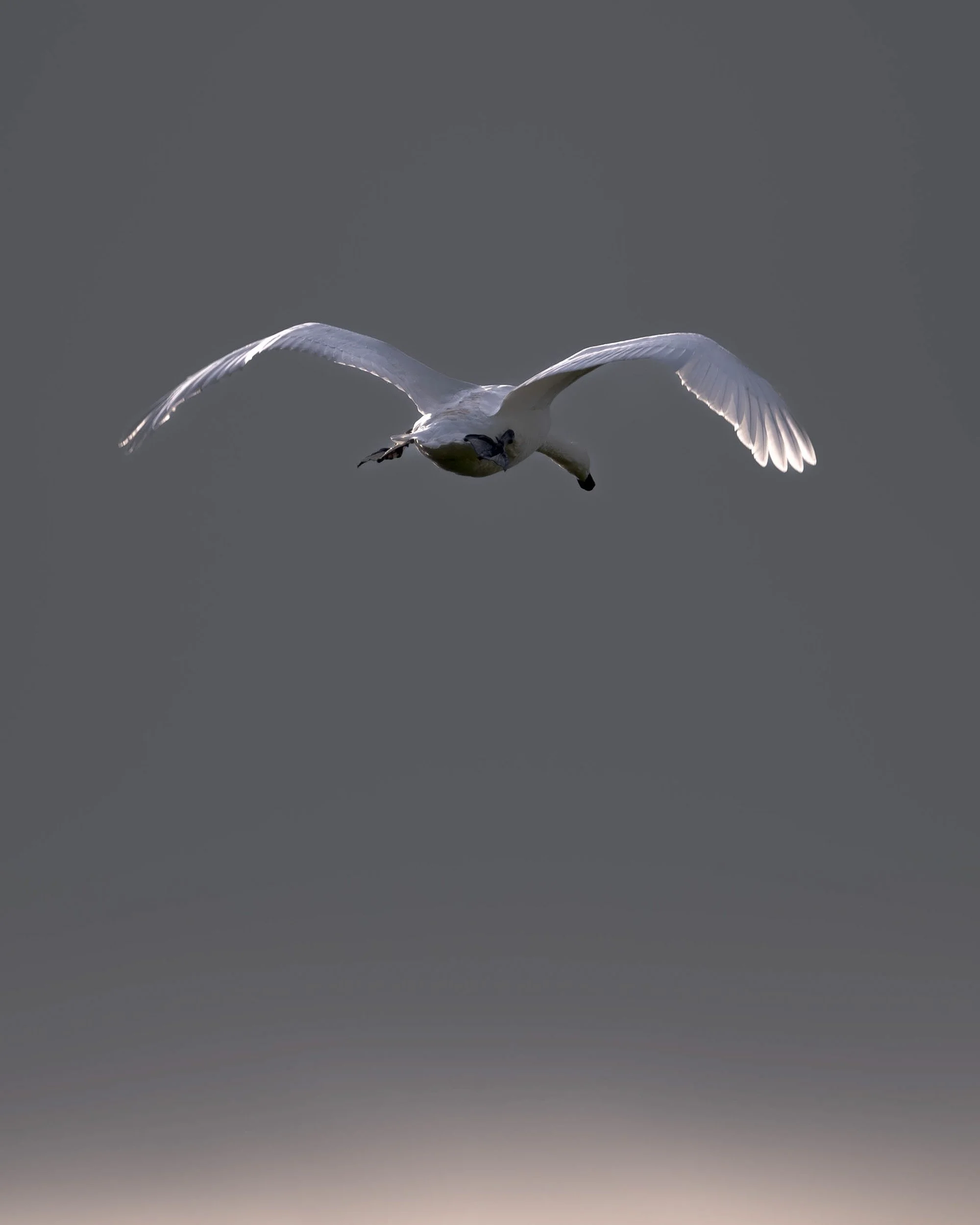 A white bird flying with wings spread wide against a blurry gray sky.