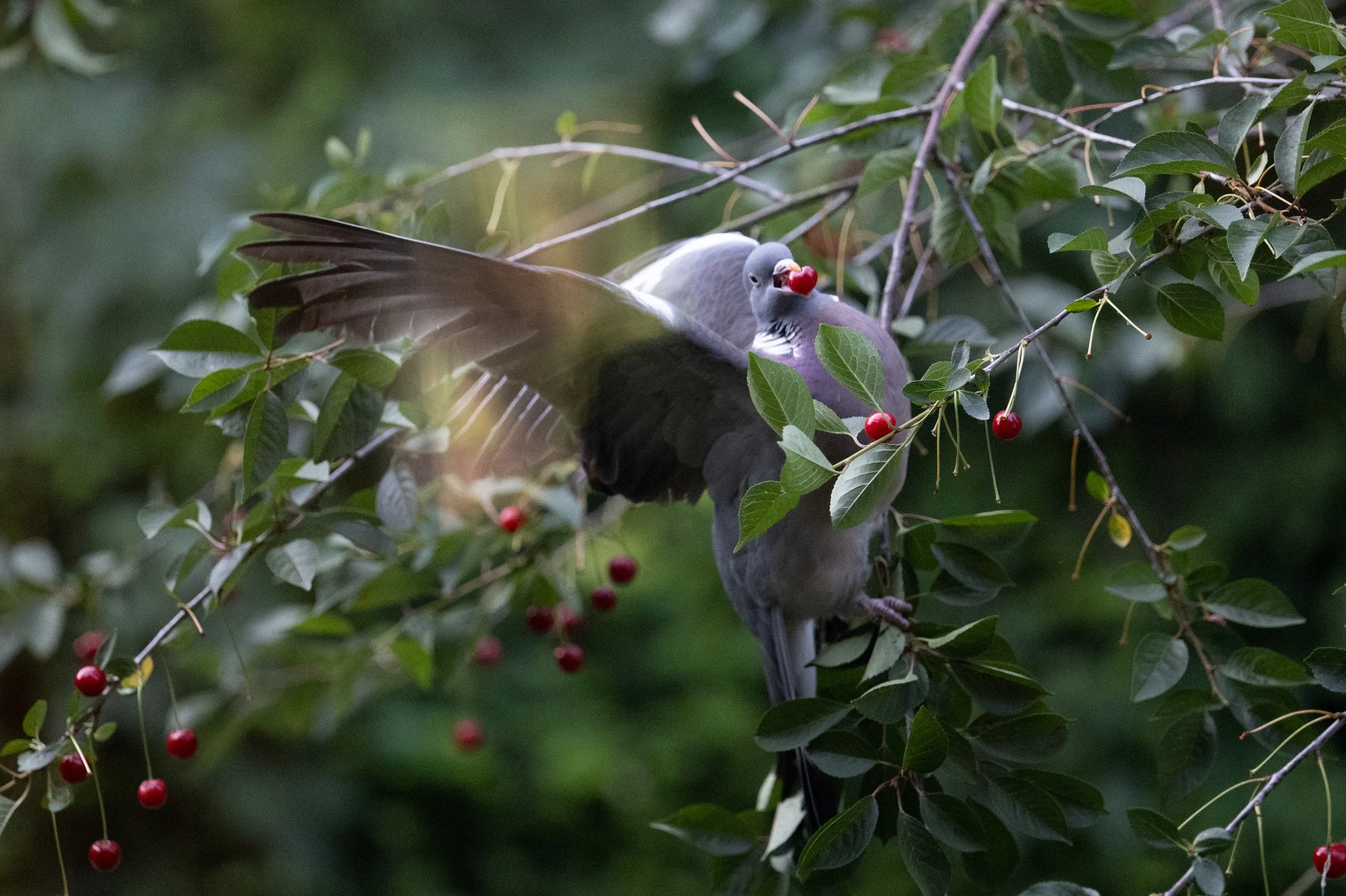 A pigeon in a tree holding a cherry in its beak, surrounded by green leaves and red cherries.