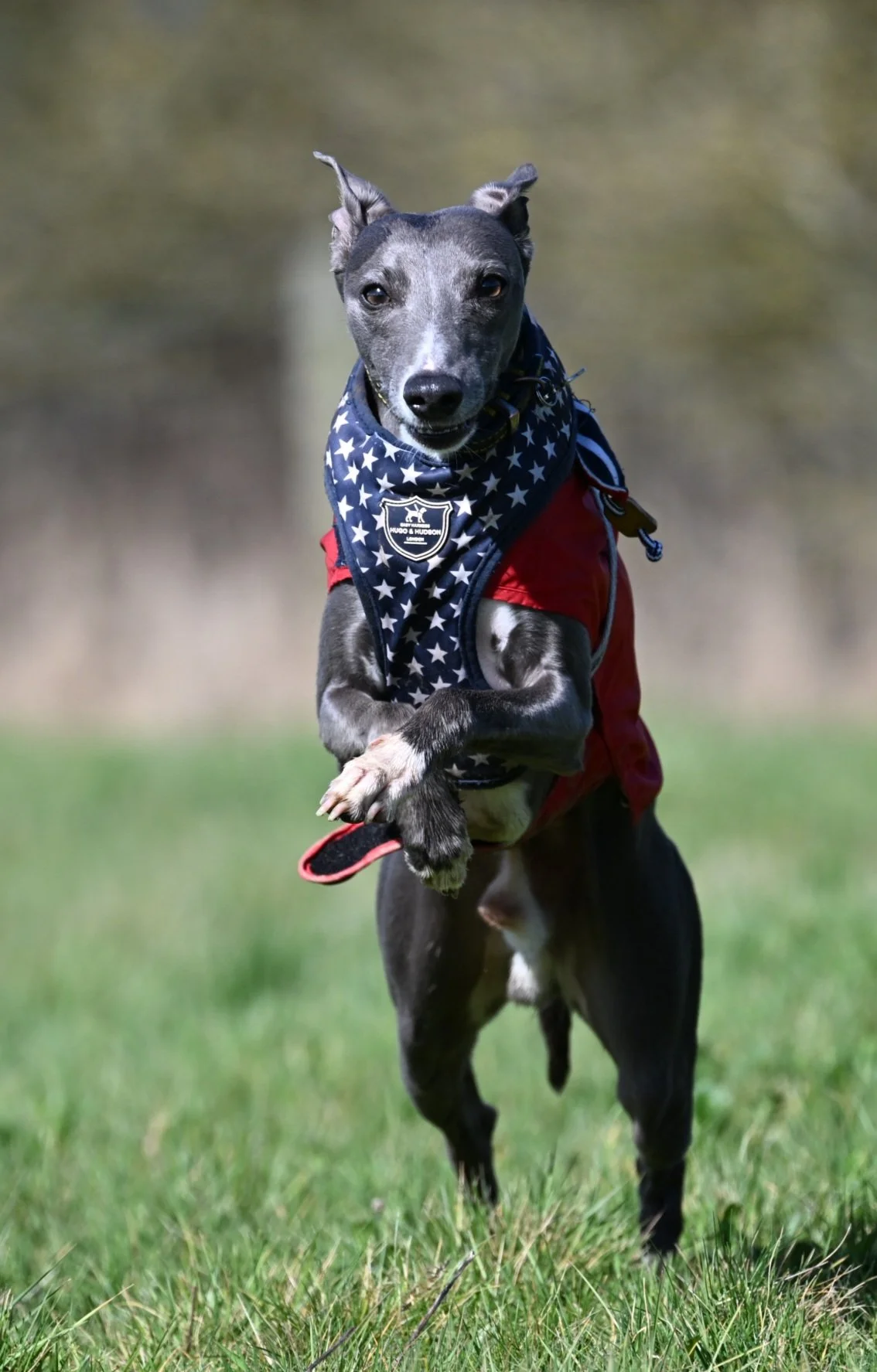A greyhound dog running outdoors on grass, wearing a red and blue star-patterned bandana and harness.