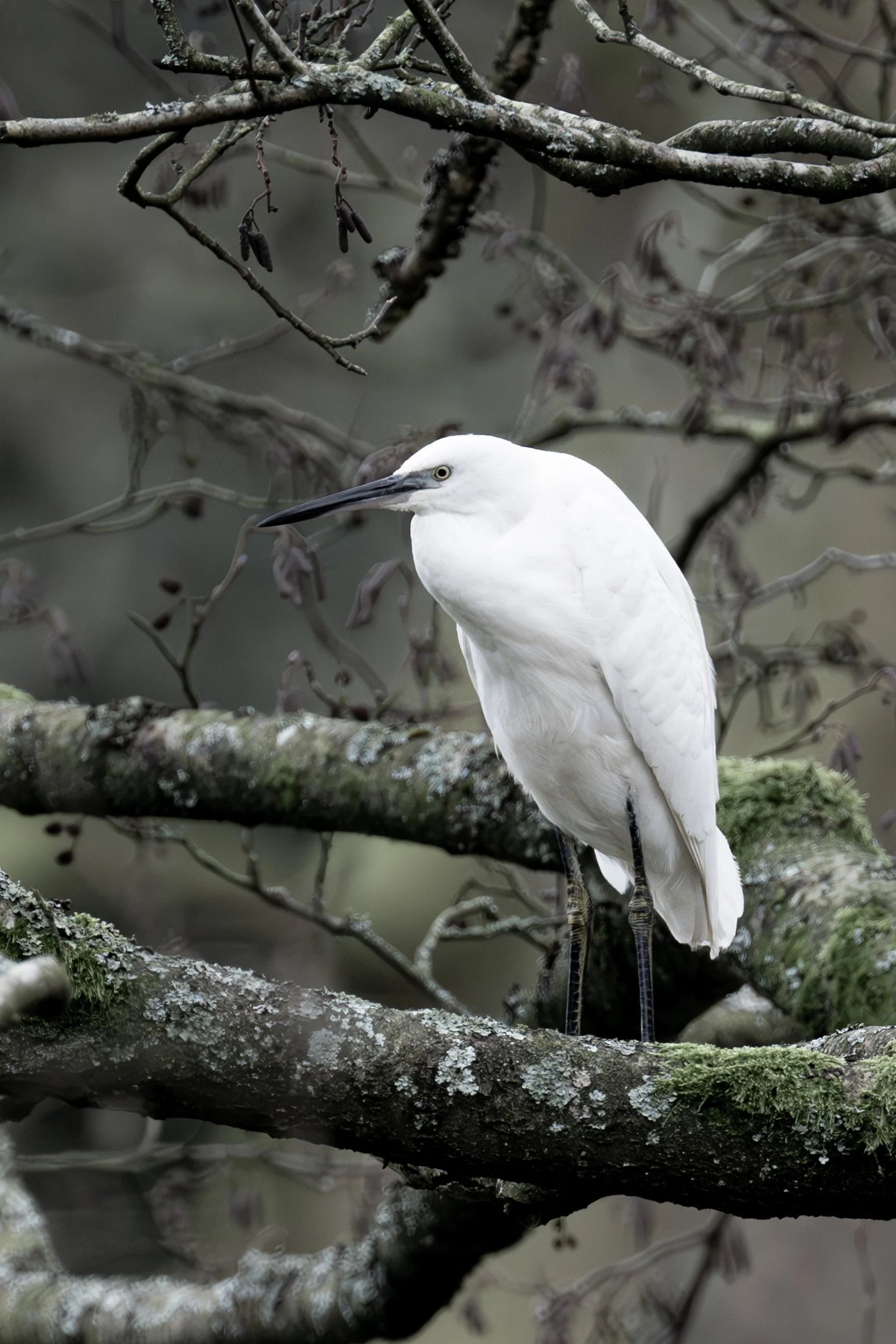 A white heron stands on a lichen-covered tree branch among dark, bare twigs in a natural setting.