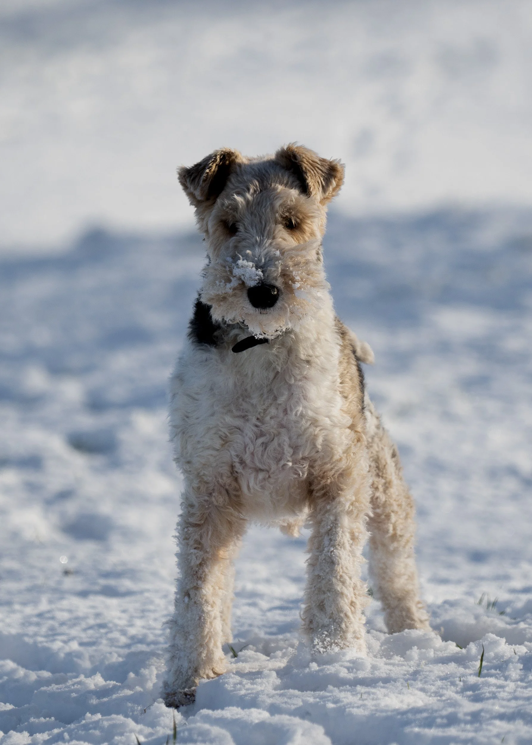 A dog running in the snow on a bright day, with snow on its nose and fur.