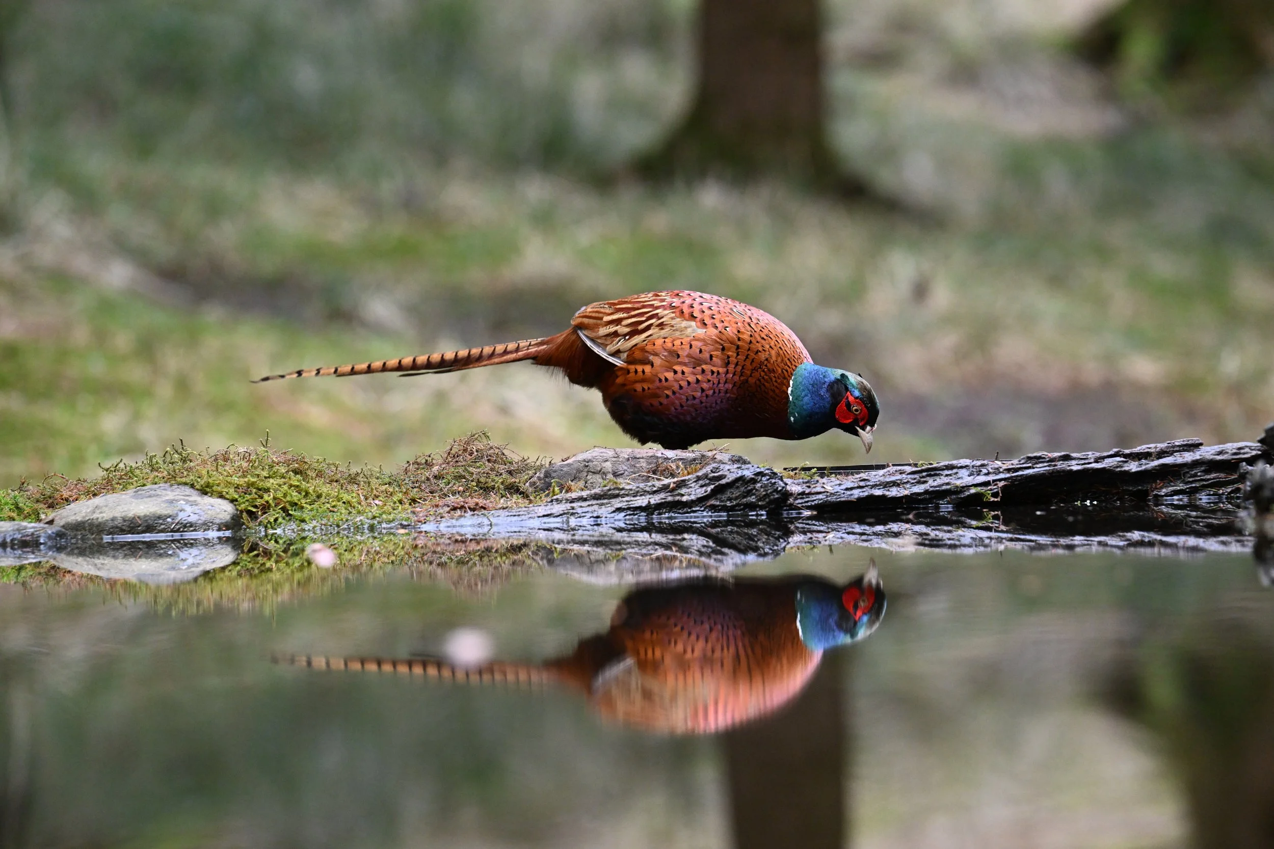 A colorful bird, likely a pheasant, standing on a log near a body of water, with its reflection visible in the water.