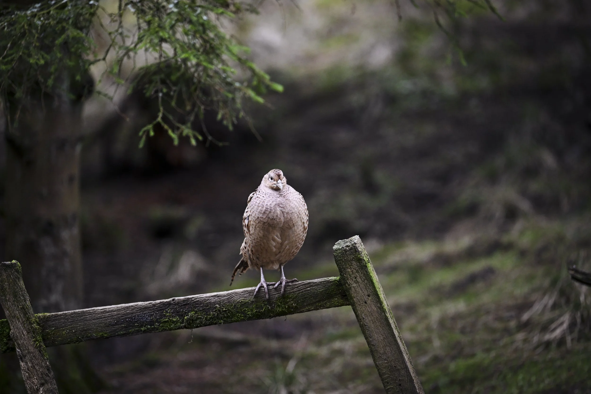 A bird, possibly a hawk or falcon, perched on a wooden railing in a forested area with green foliage and tree trunks in the background.