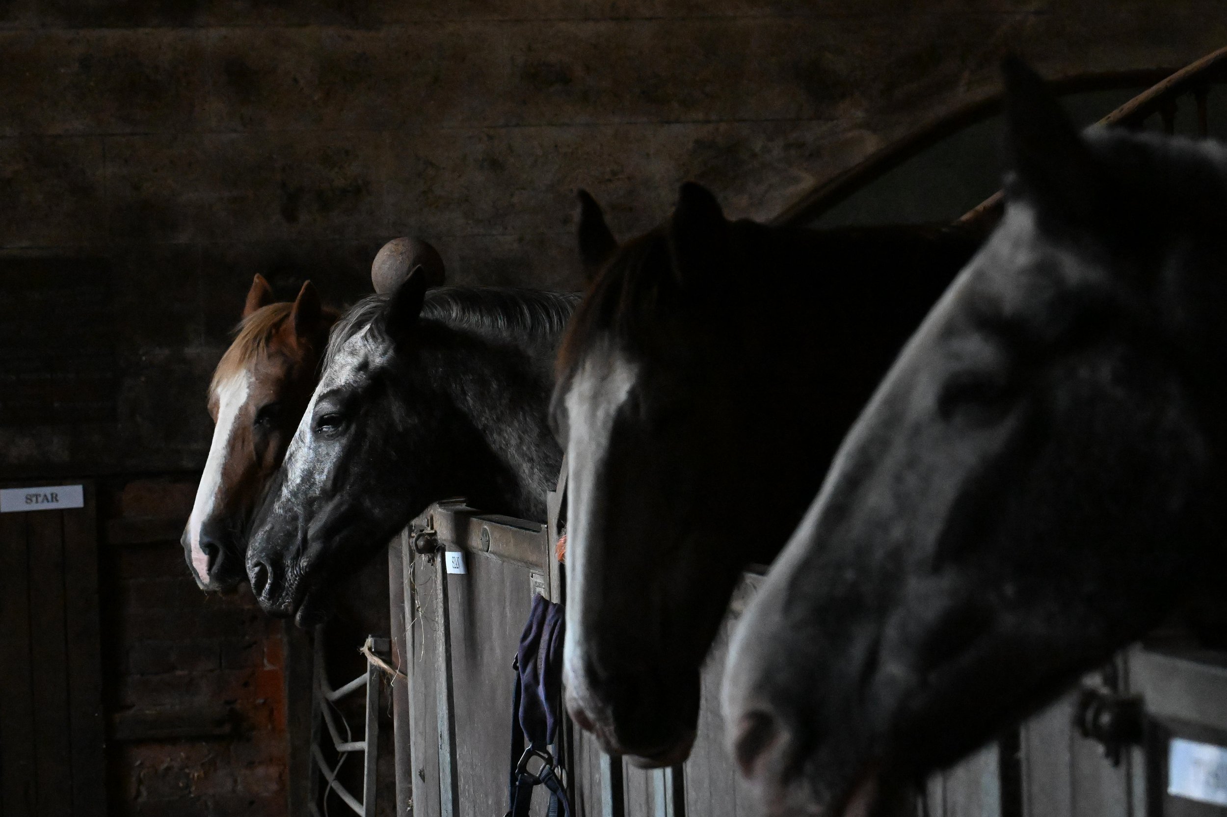 Several horses in a stable standing side by side, facing forward, with their heads over a wooden stall barrier.
