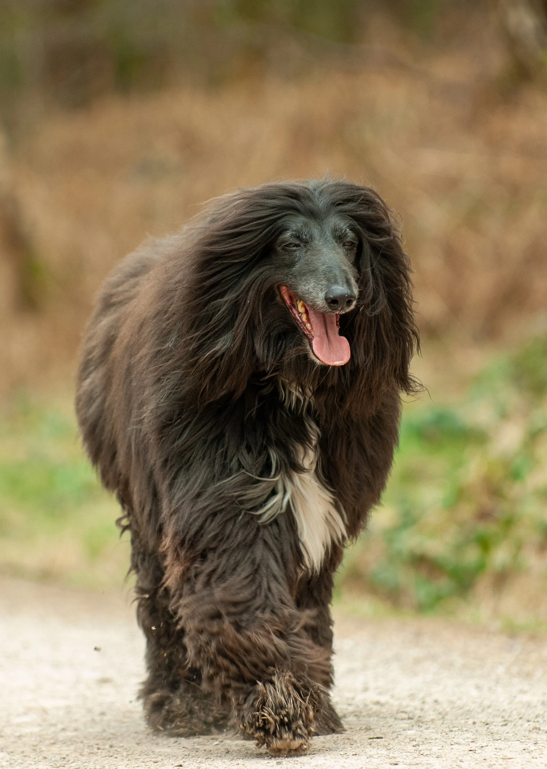 A long-haired black dog, possibly a spaniel, walking outdoors on a dirt path with a blurred natural background.